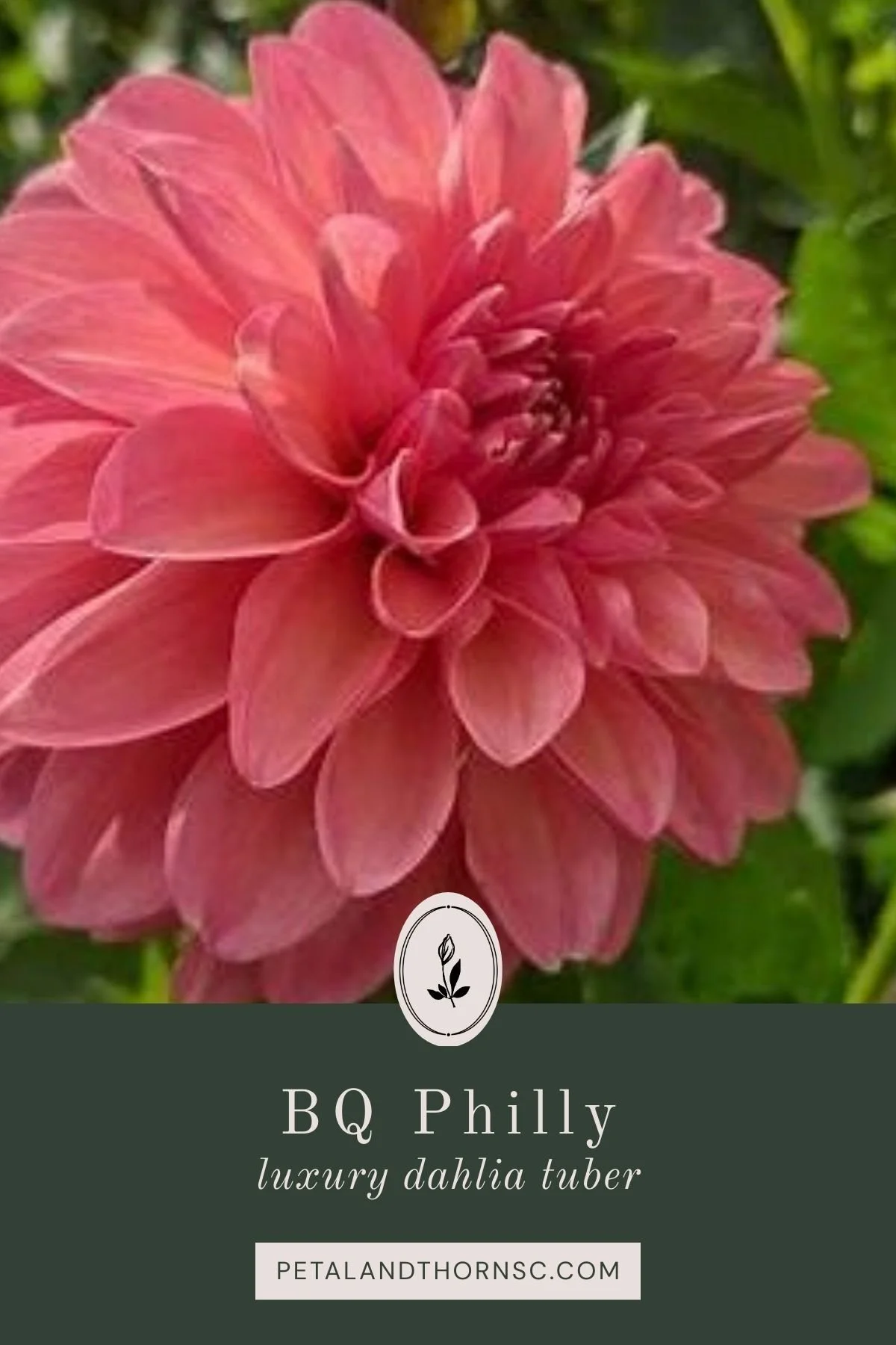 BQ Philly Dahlia Tuber