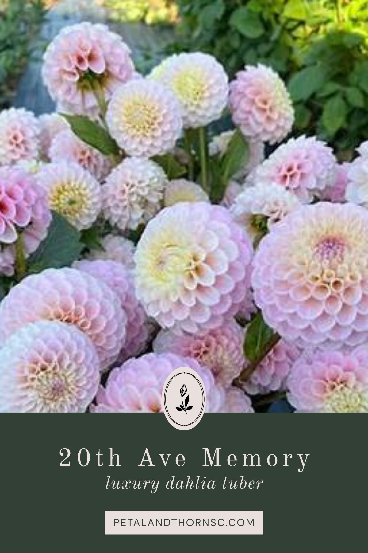 20th Avenue Memory Dahlia Tuber