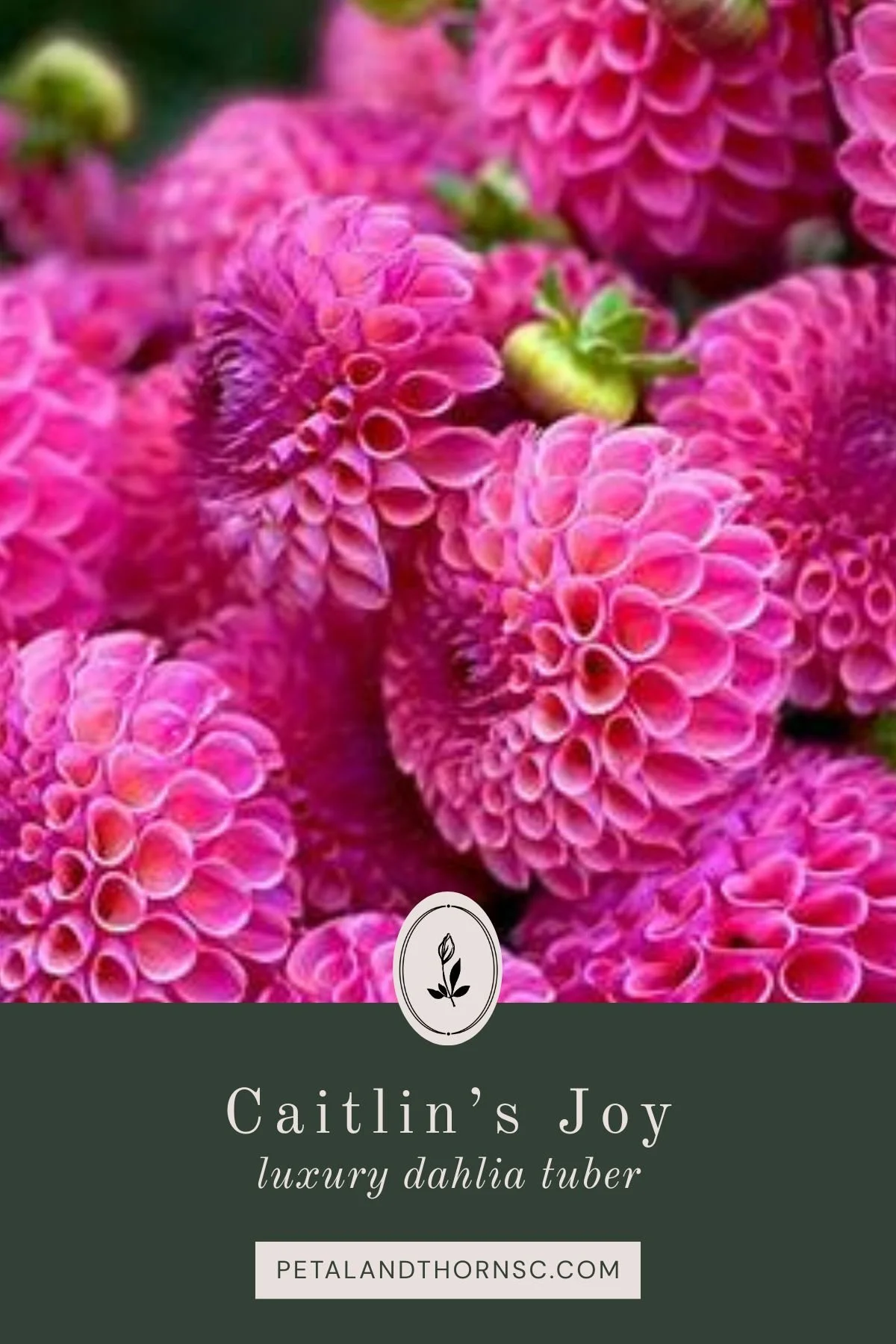Caitlin's Joy Dahlia Tuber