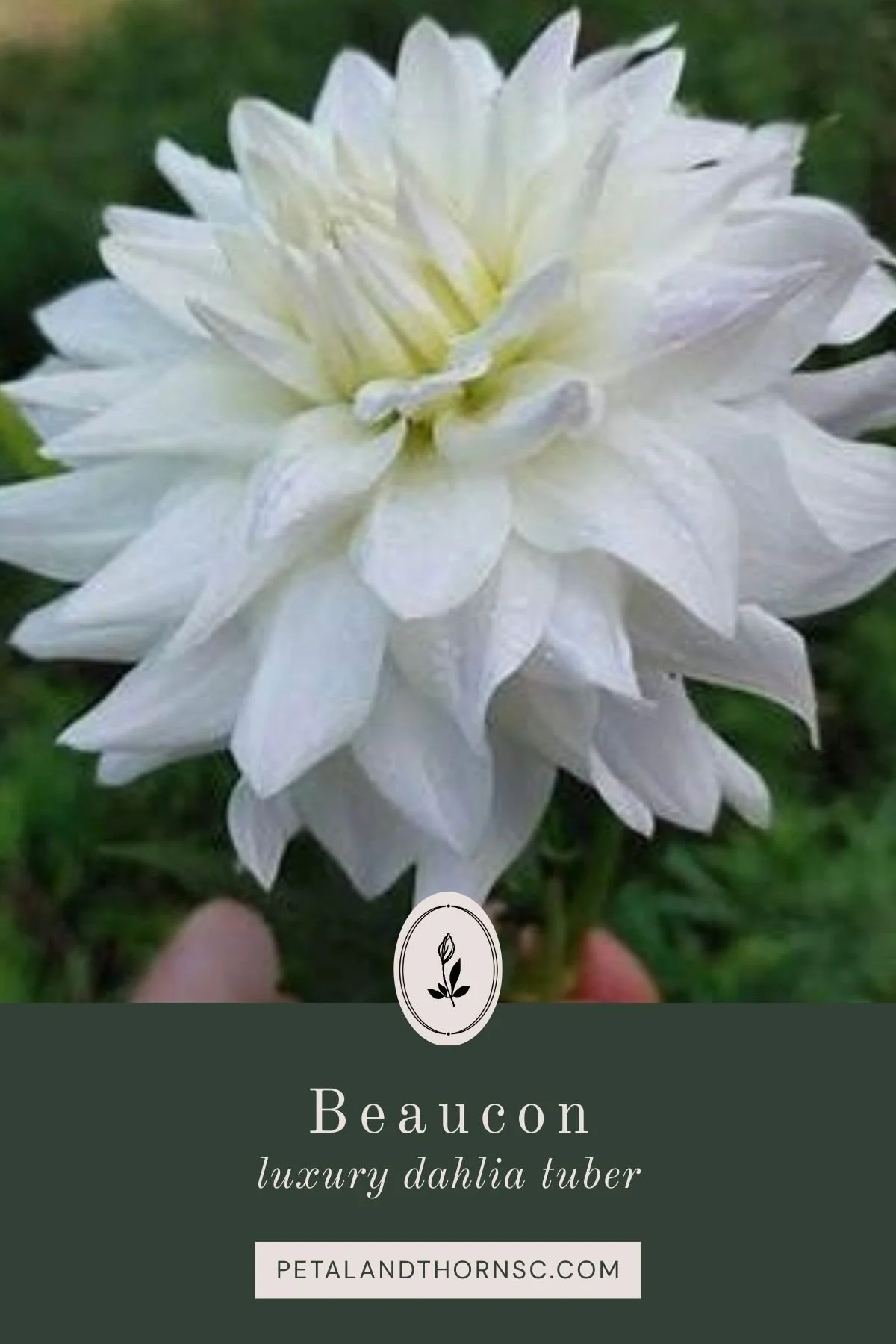 Beaucon Dahlia Tuber