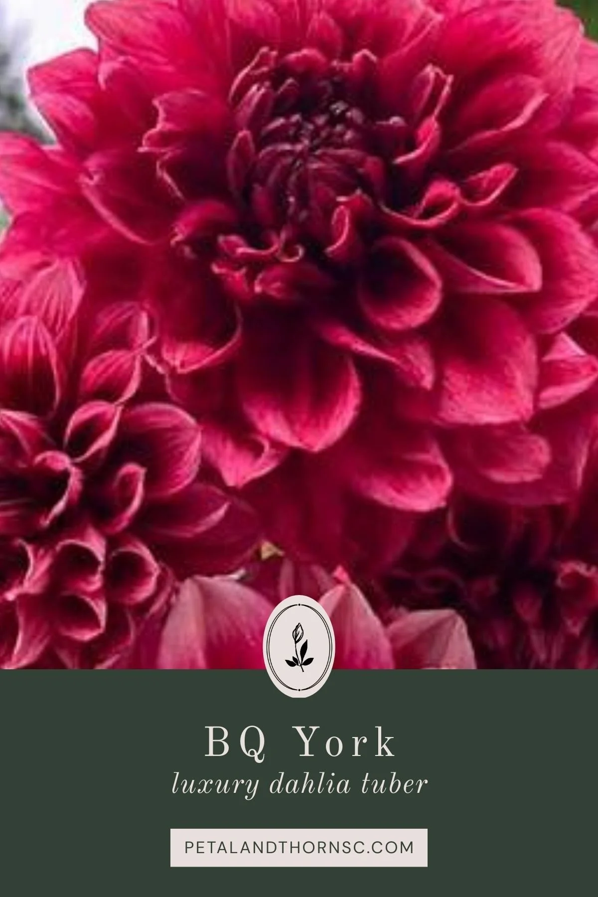 BQ York Dahlia Tuber
