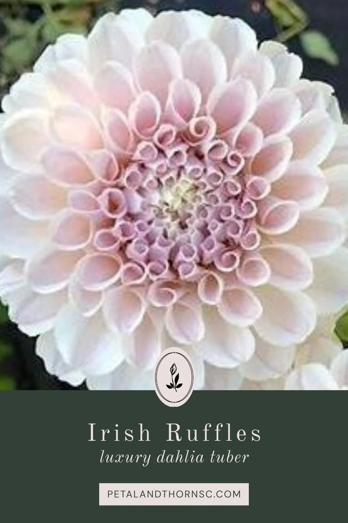 Irish Ruffles Dahlia Tuber