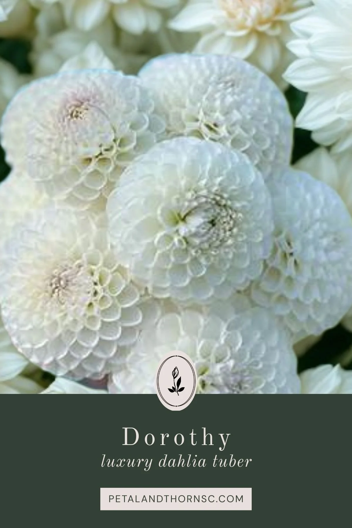 Dorothy Dahlia Tuber