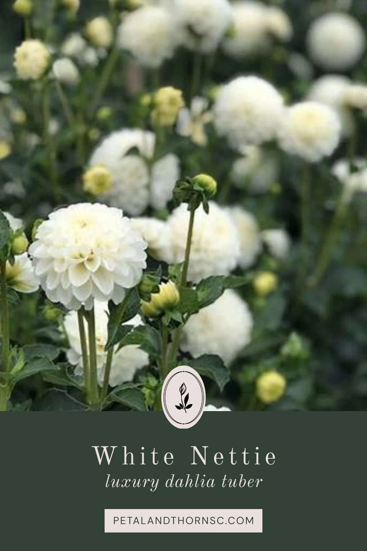 White Nettie Dahlia Tuber