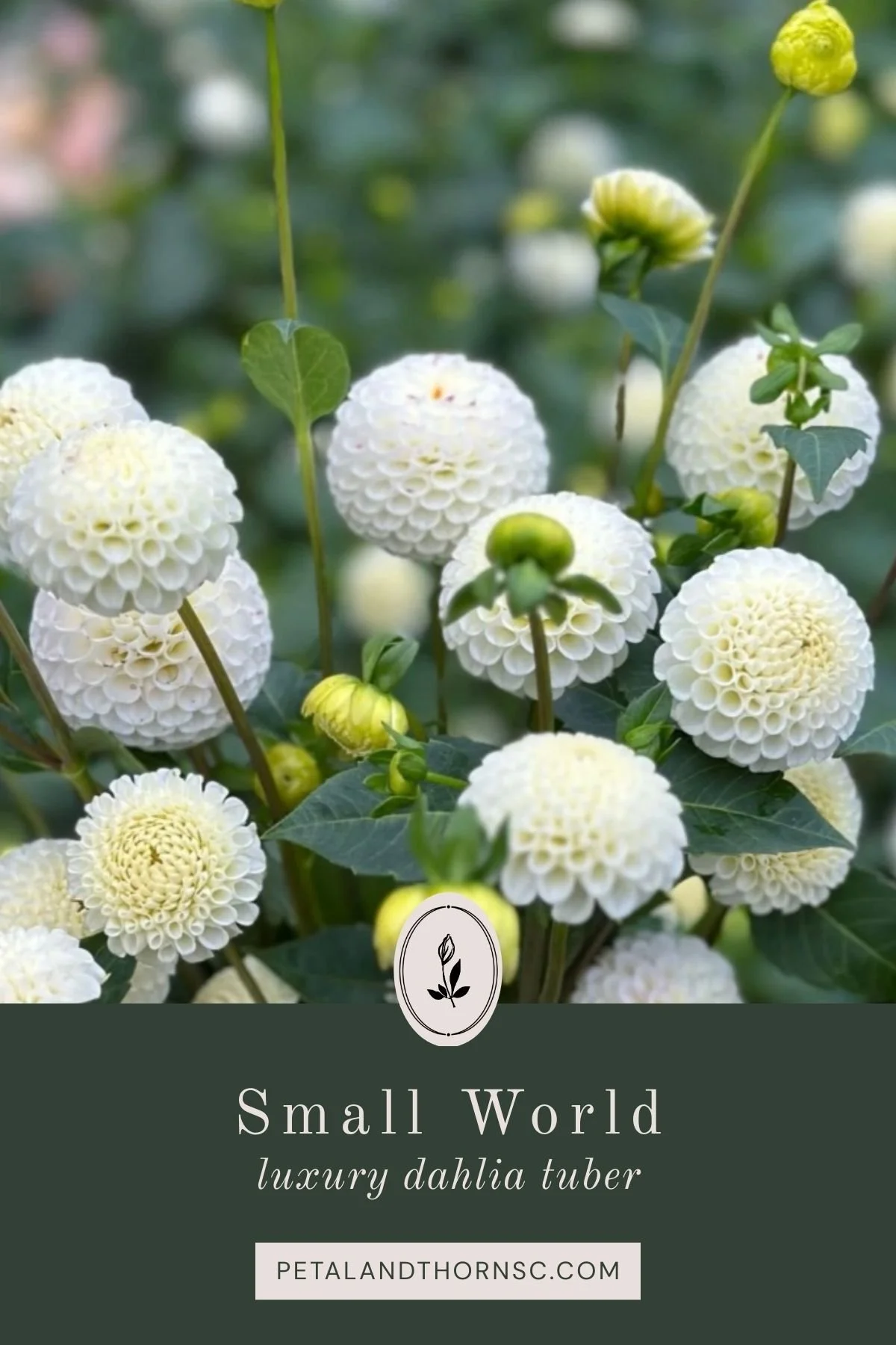 Small World Dahlia Tuber