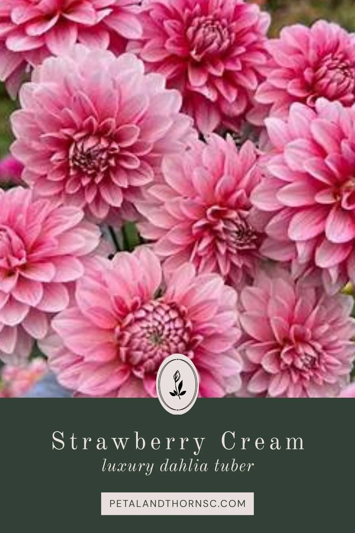 Strawberry Cream Dahlia Tuber