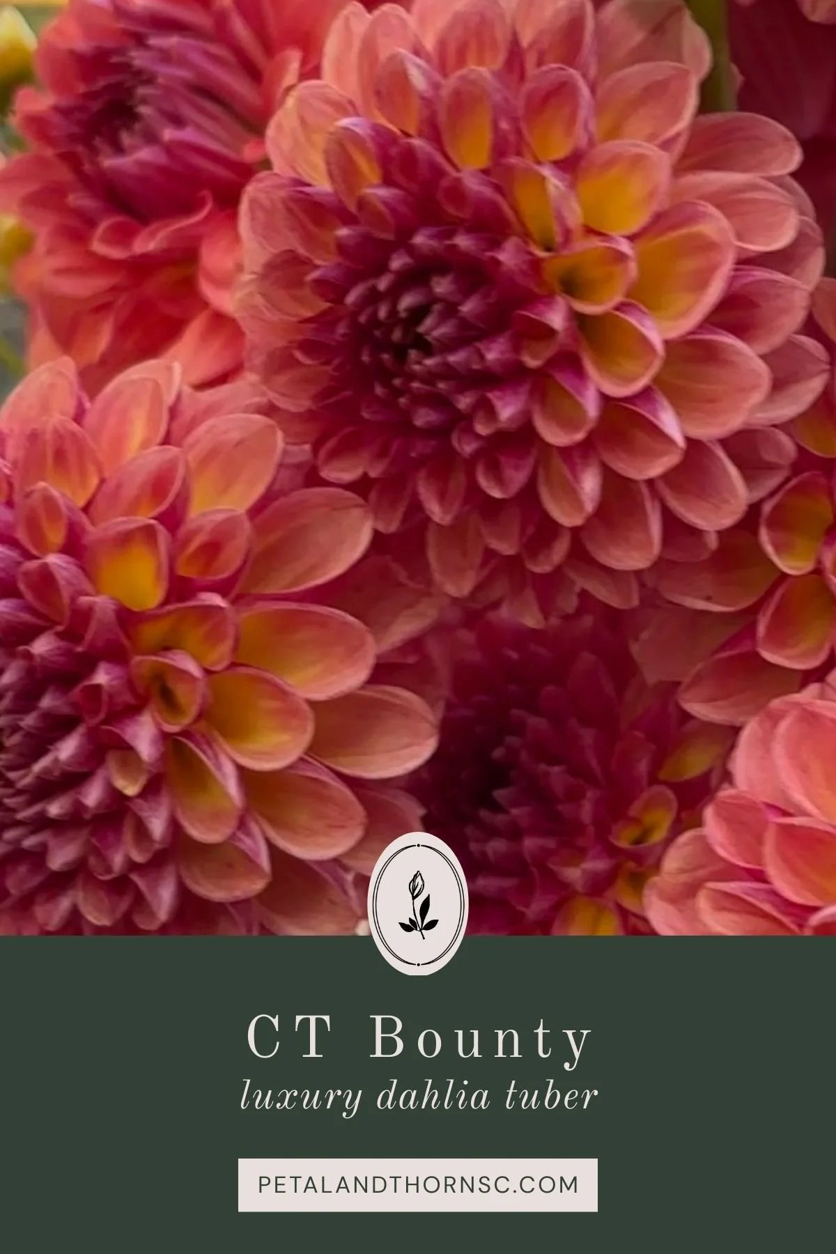 CT Bounty Dahlia Tuber
