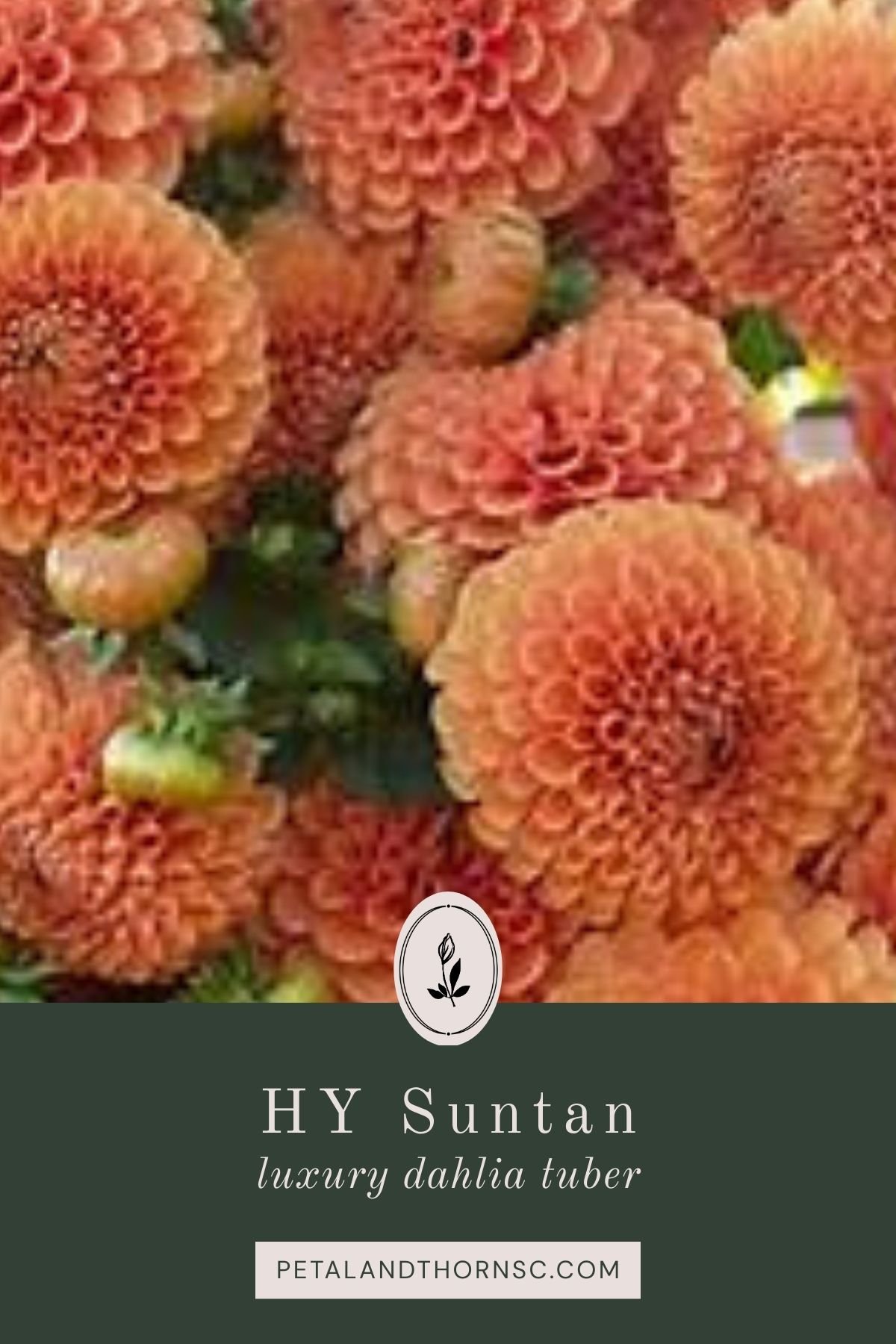 HY Suntan Dahlia Tuber