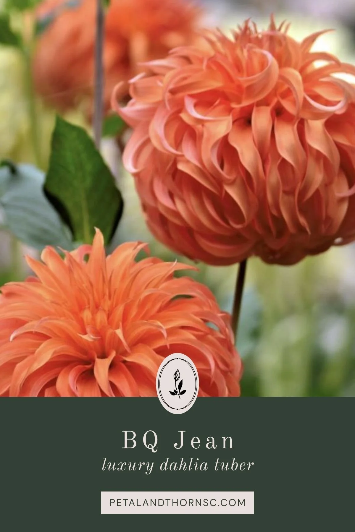 BQ Jean Dahlia Tuber