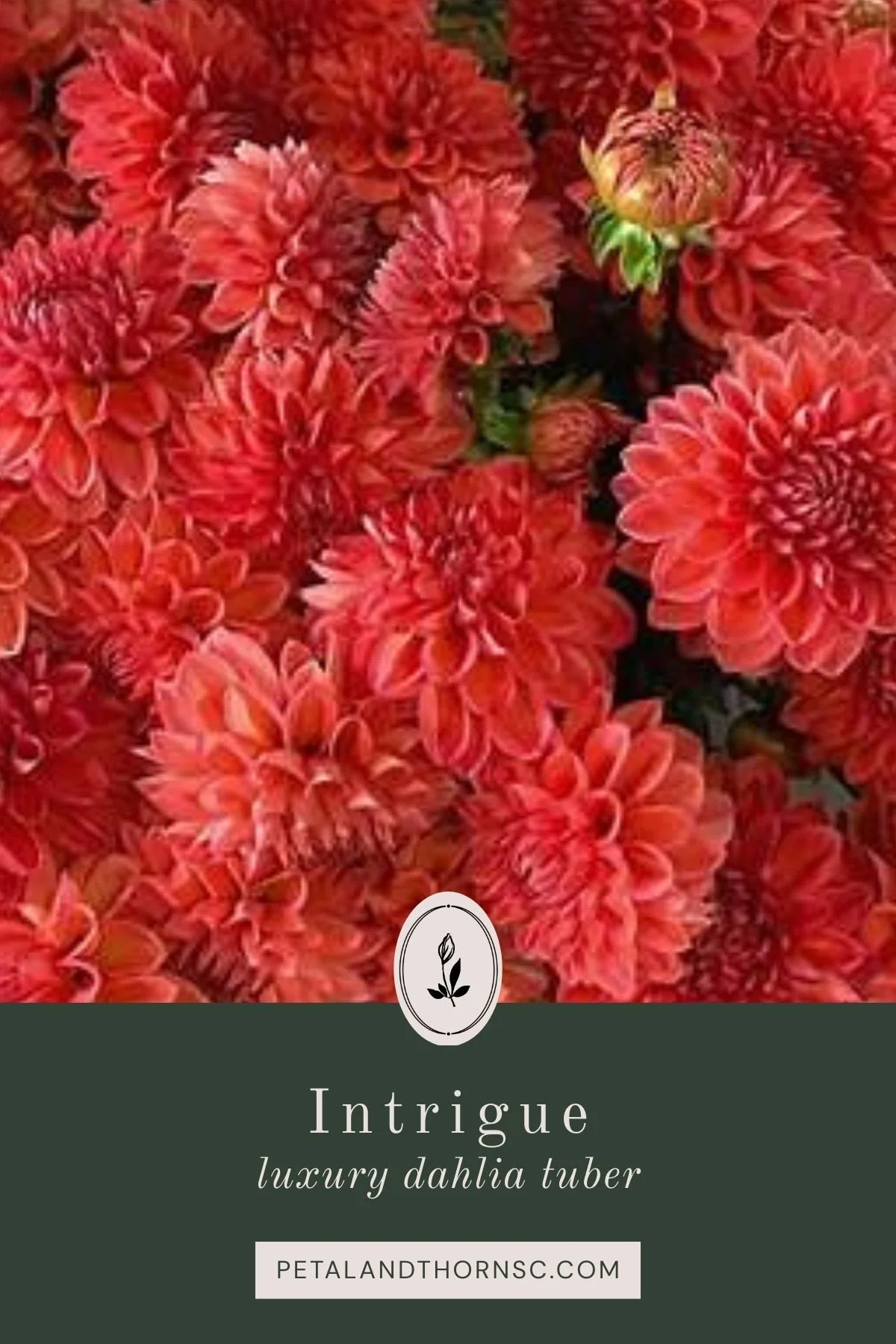 Intrigue Dahlia Tuber