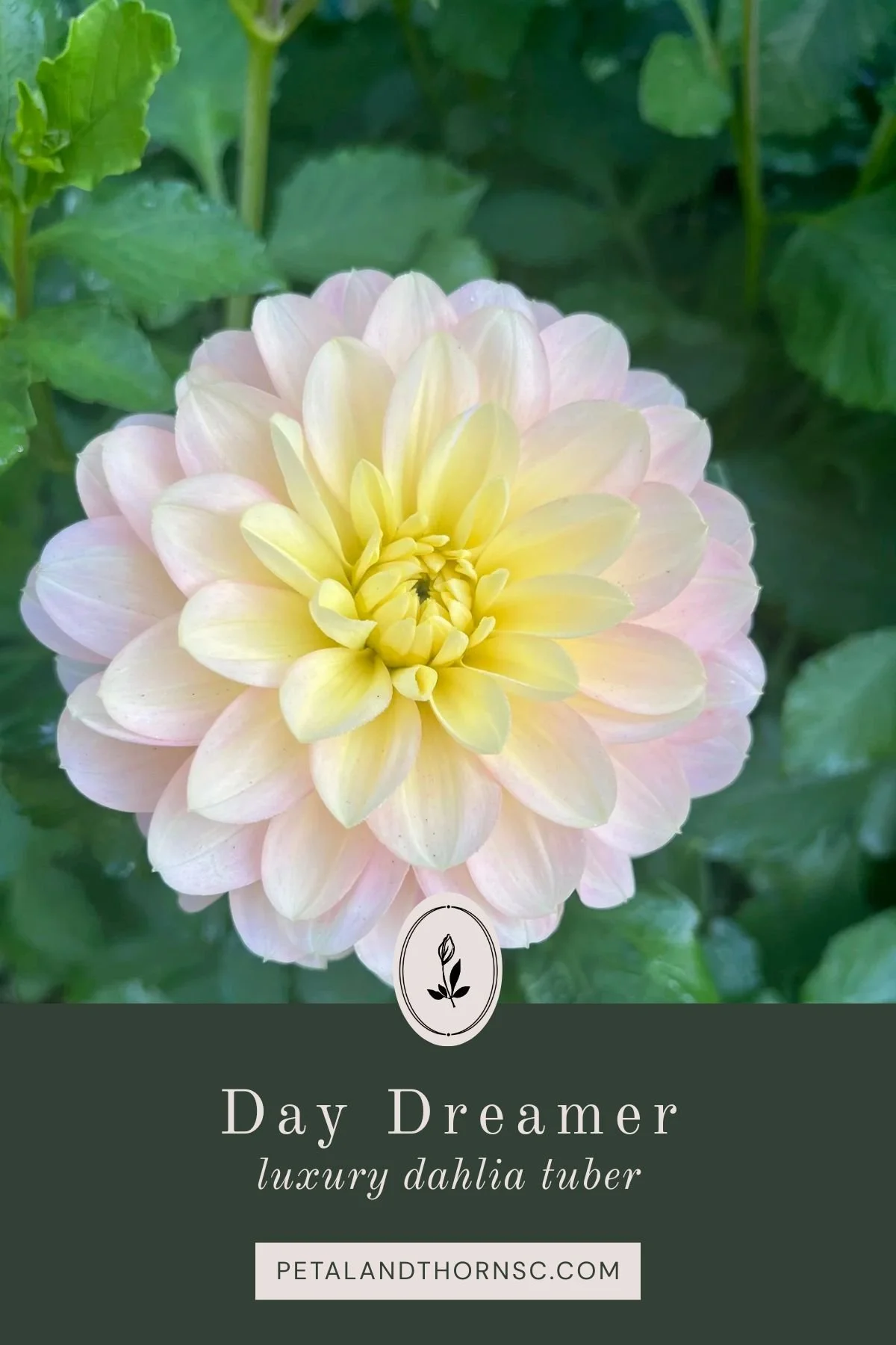 Day Dreamer Dahlia Tuber