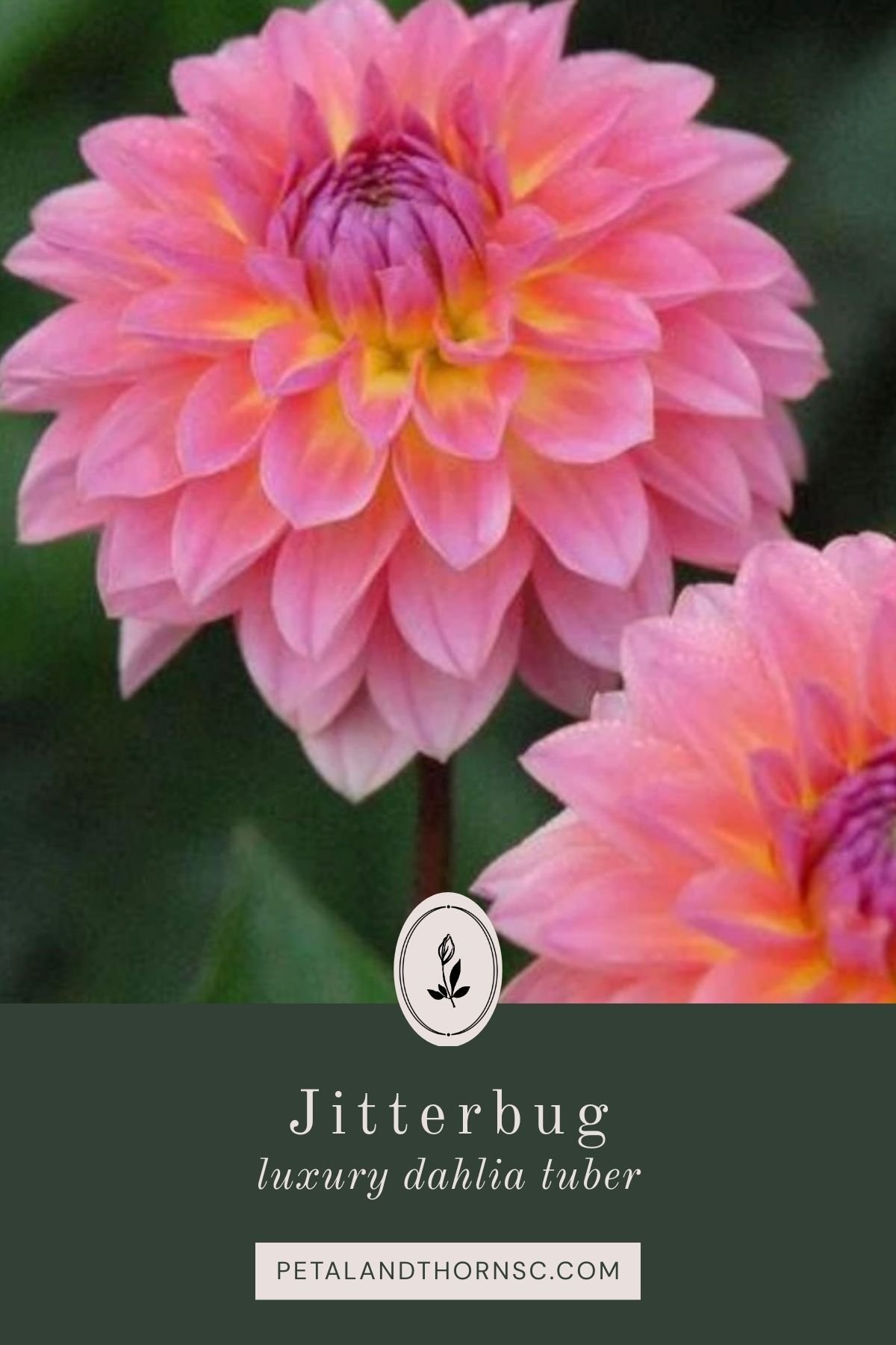 Jitterbug Dahlia Tuber