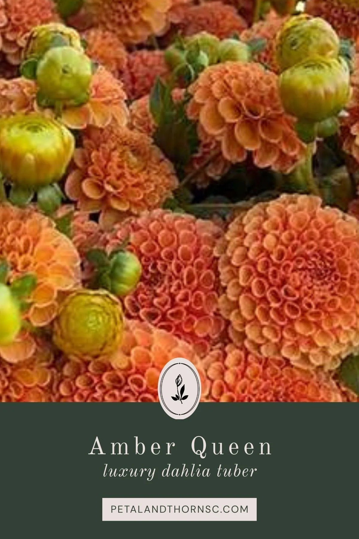 Amber Queen Dahlia Tuber