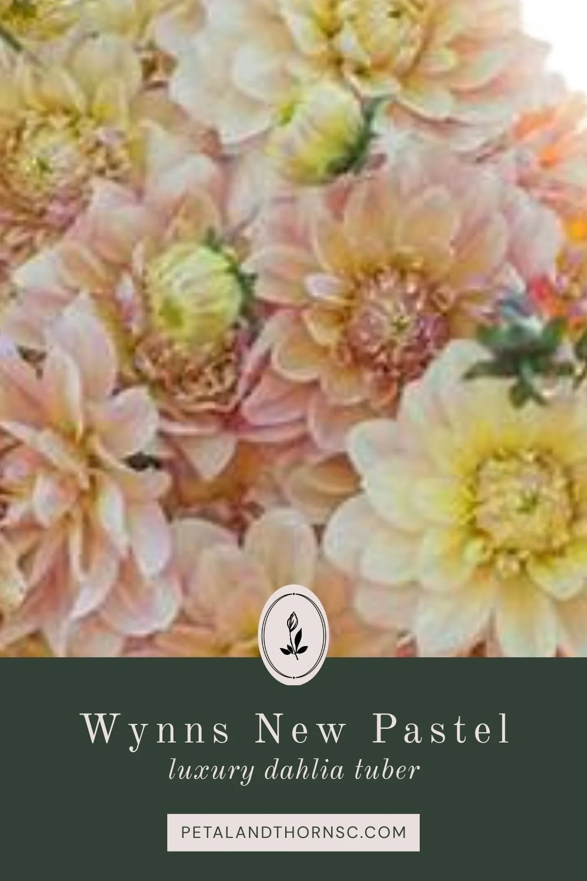 Wyn's New Pastel Dahlia Tuber