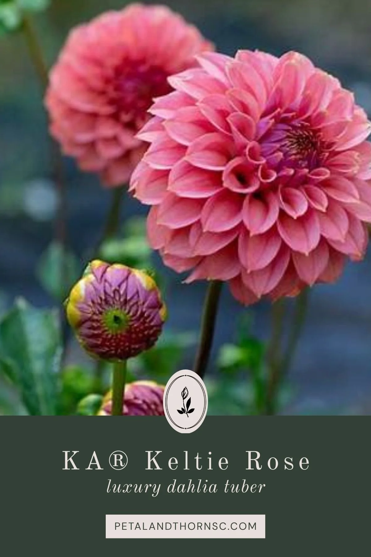 KA's® Keltie Rose Dahlia Tuber