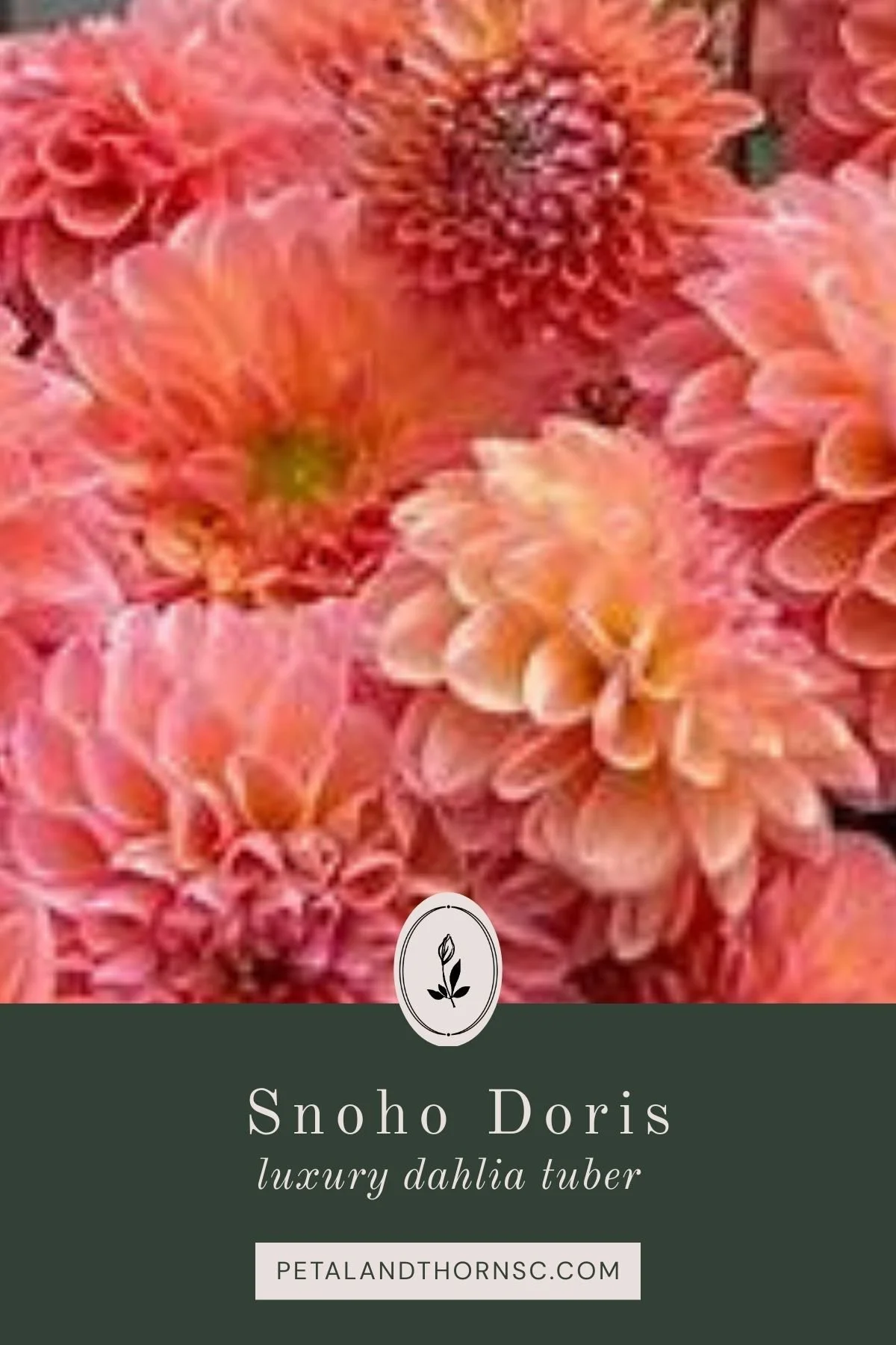 Snoho Doris Dahlia Tuber