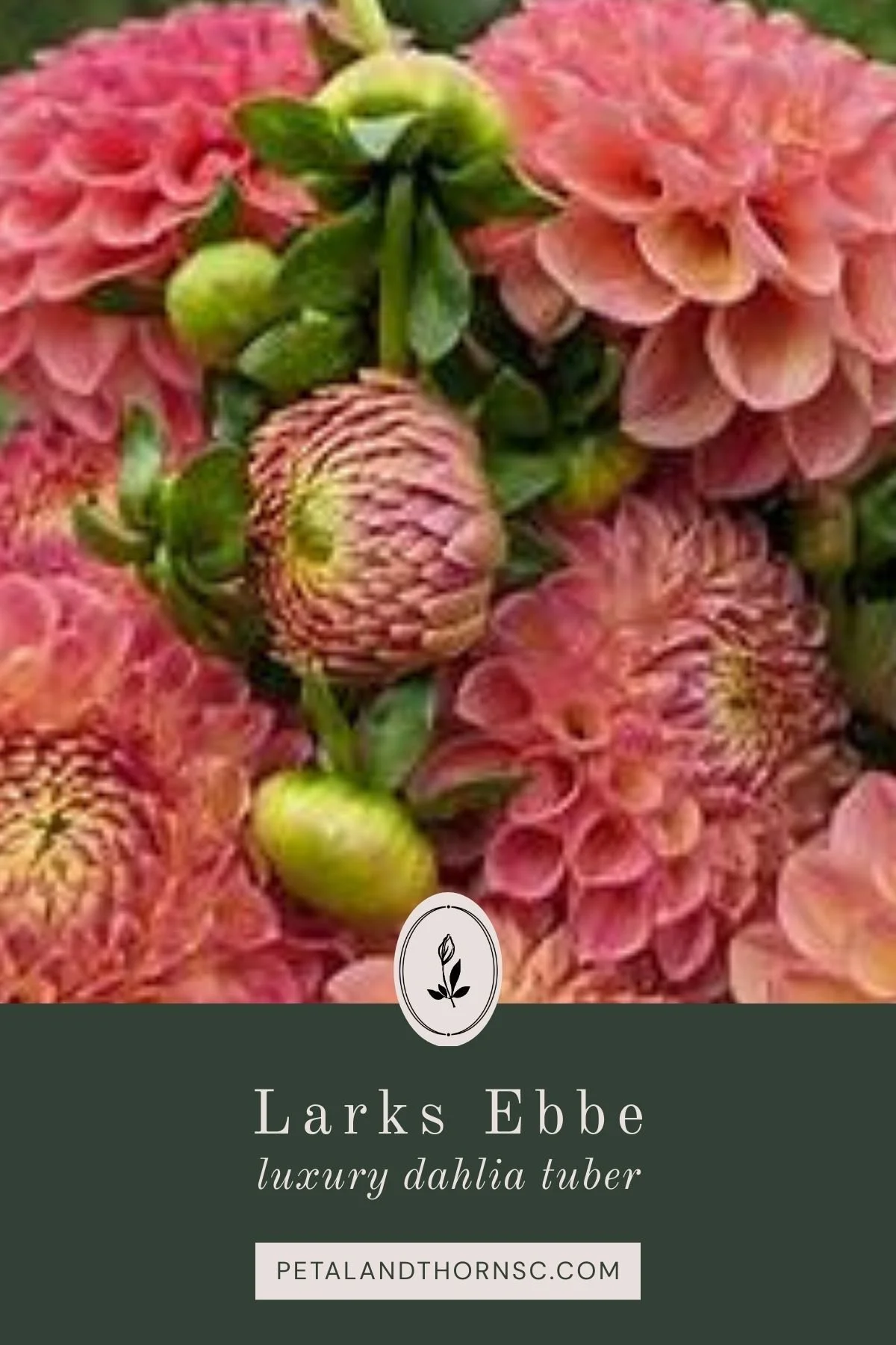 Lark's Ebbe Dahlia Tuber