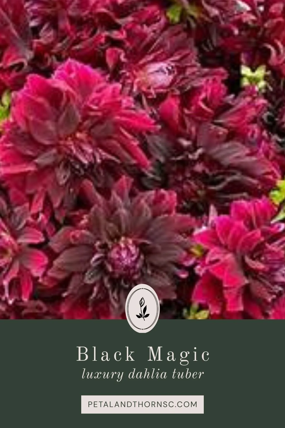 Black Magic Dahlia Tuber