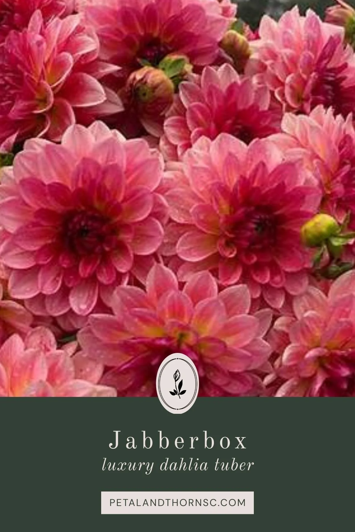 Jabberbox Dahlia Tuber