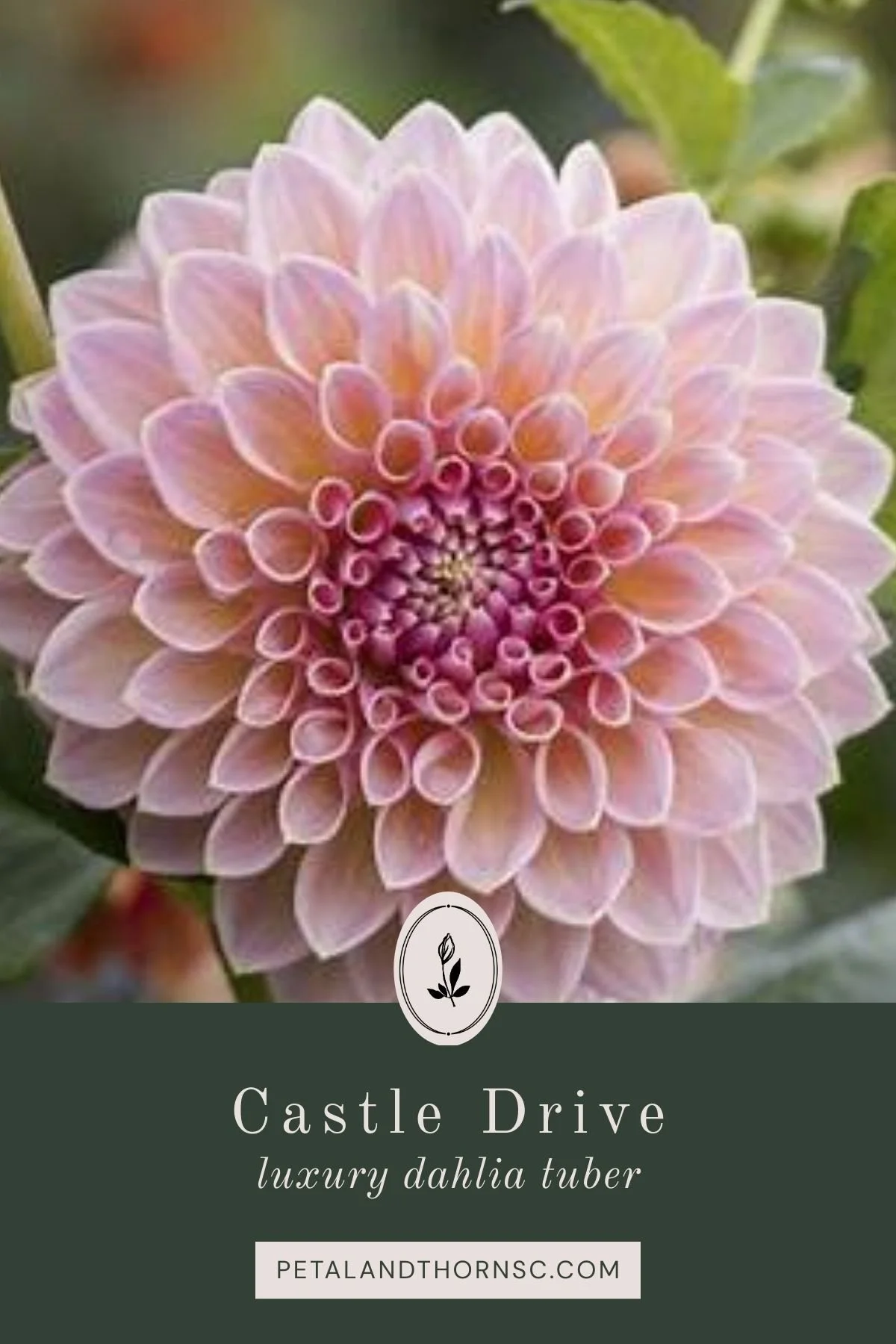 Castle Drive Dahlia Tuber