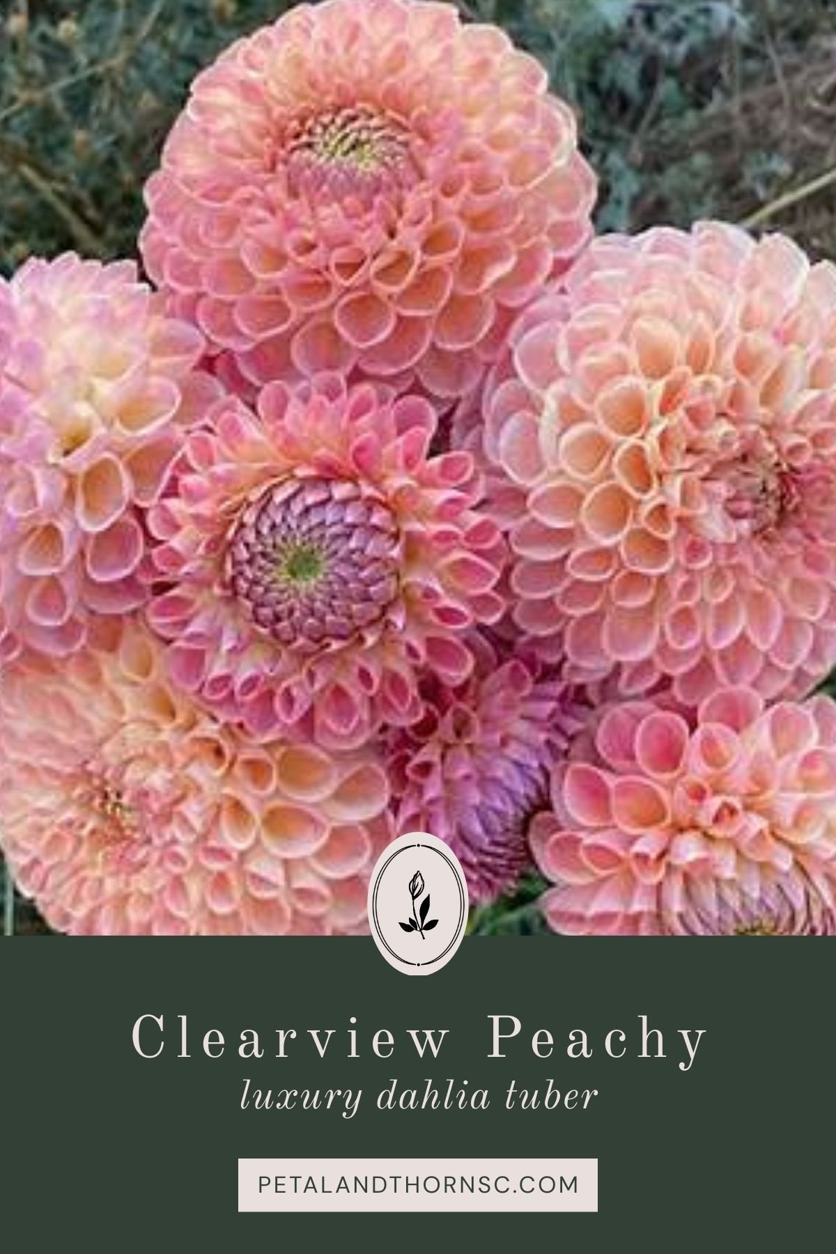 CV Peachy Dahlia Tuber
