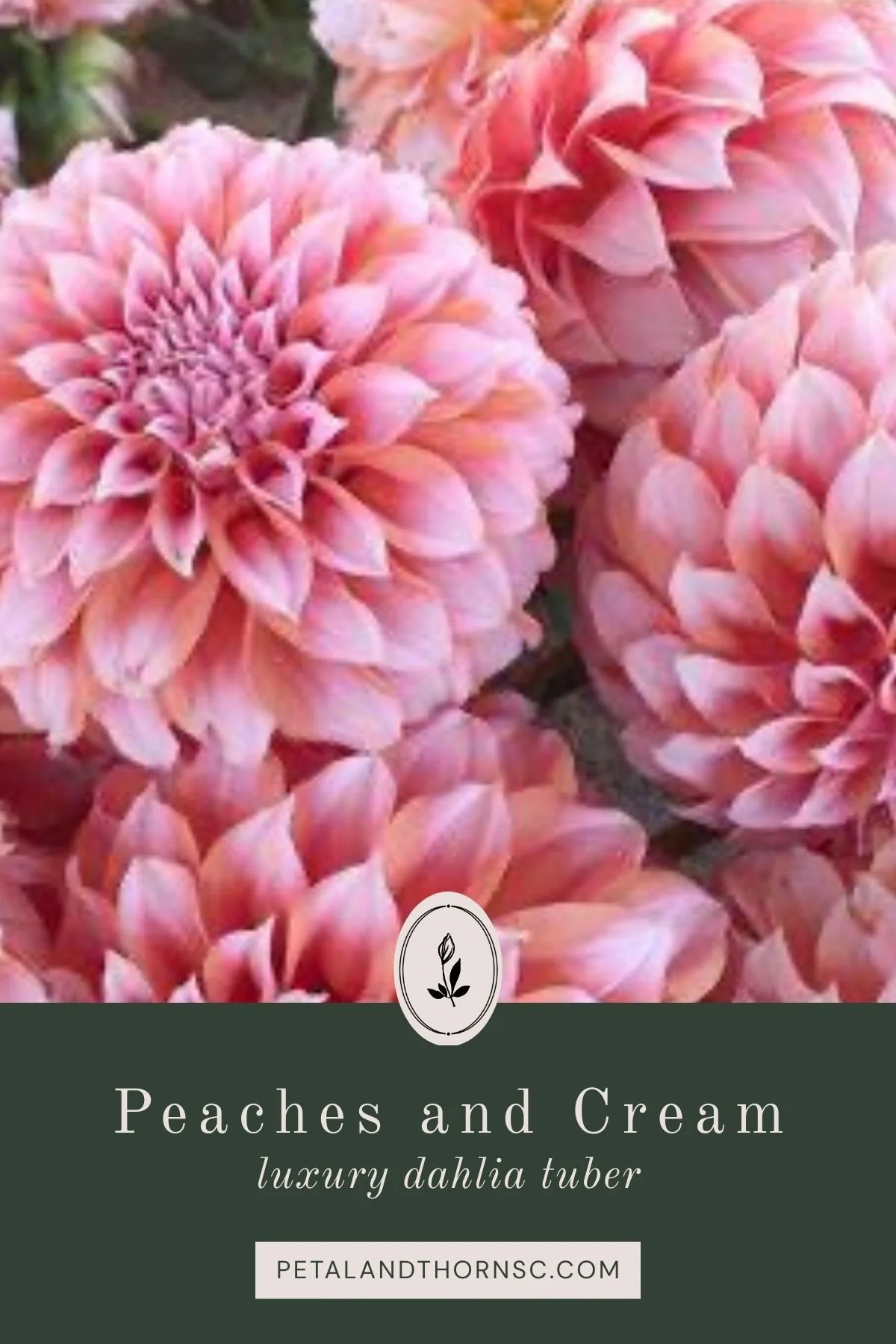 Peaches N' Cream Dahlia Tuber