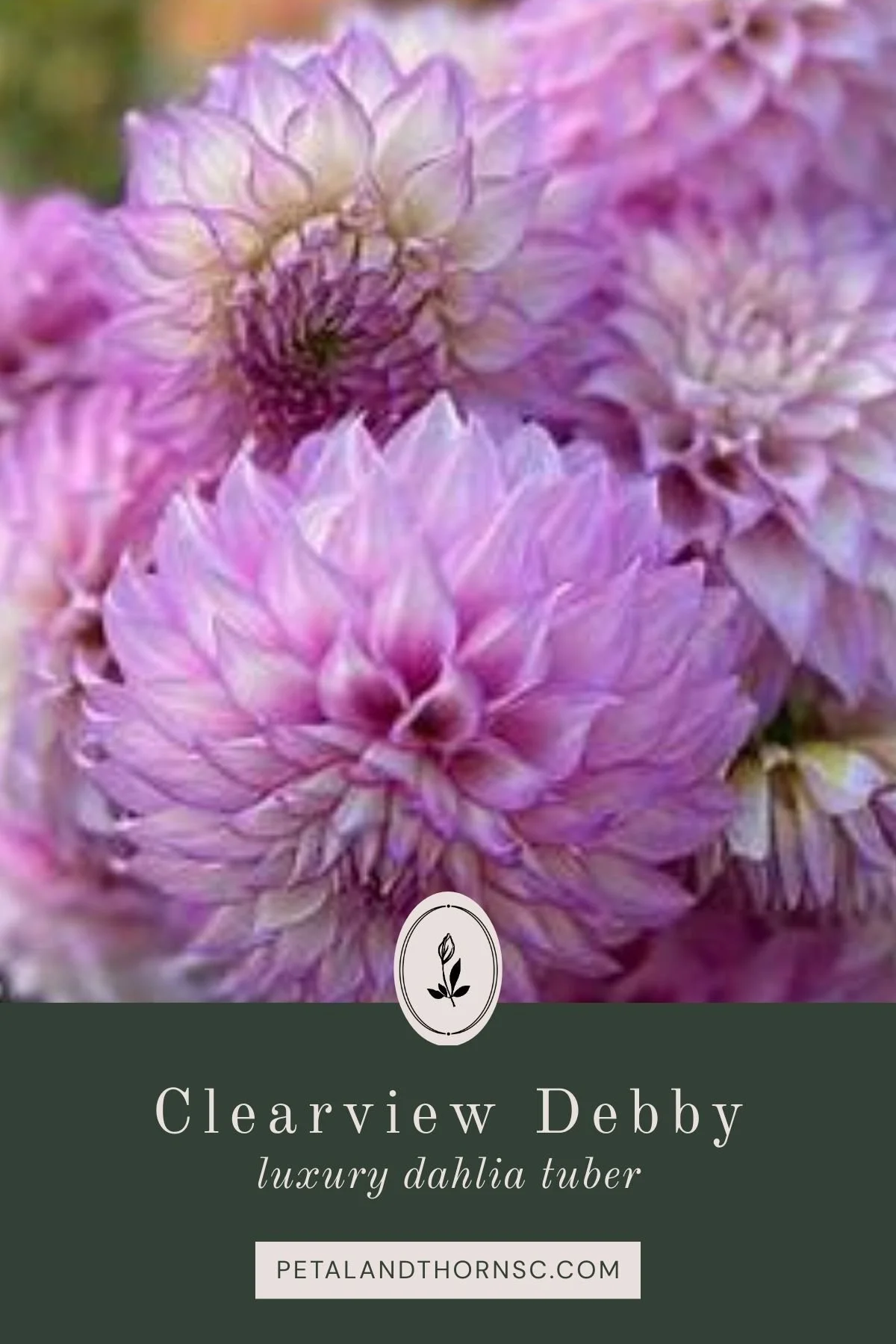 CV Debby Dahlia Tuber