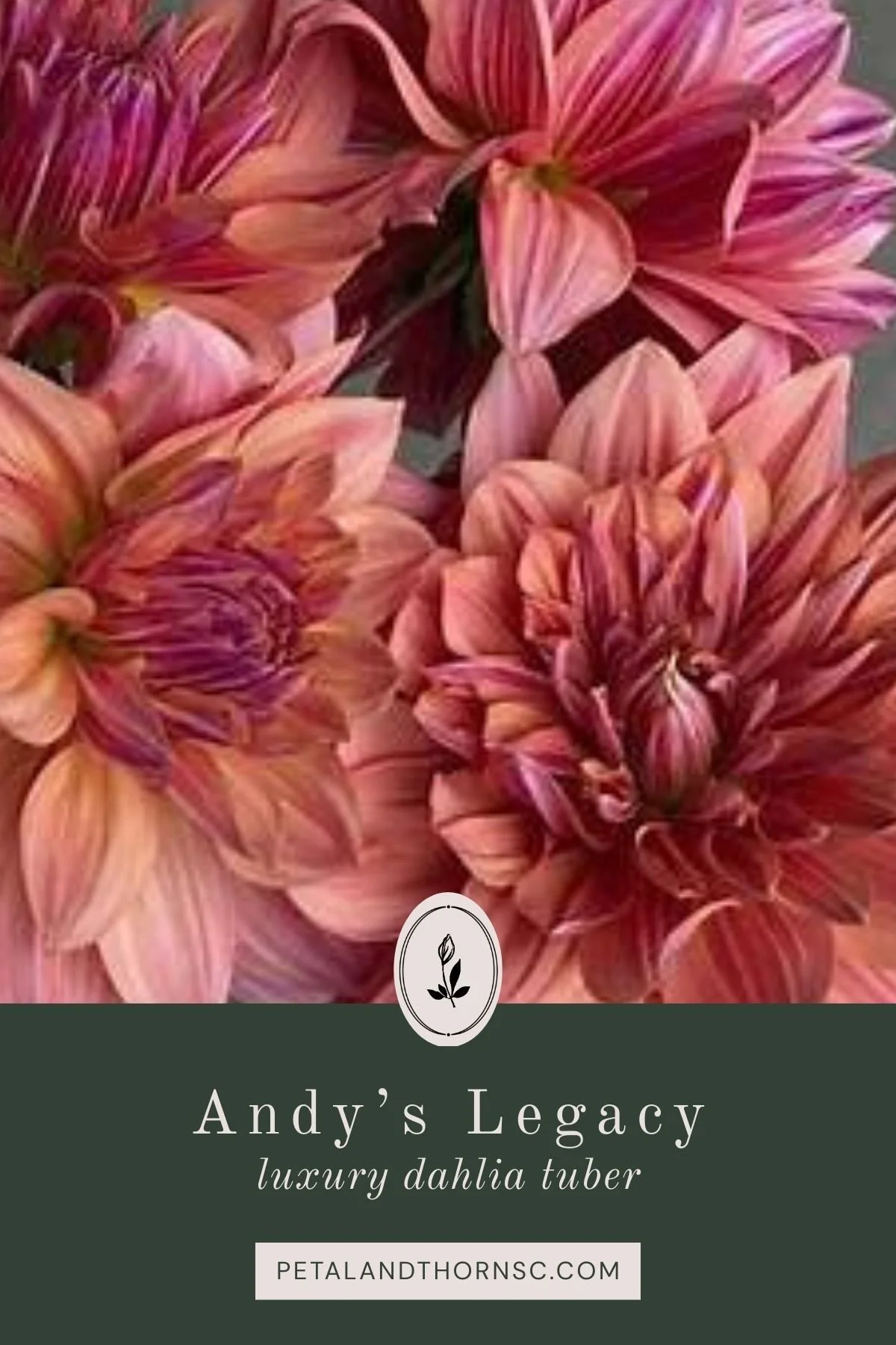 Andy's Legacy Dahlia Tuber