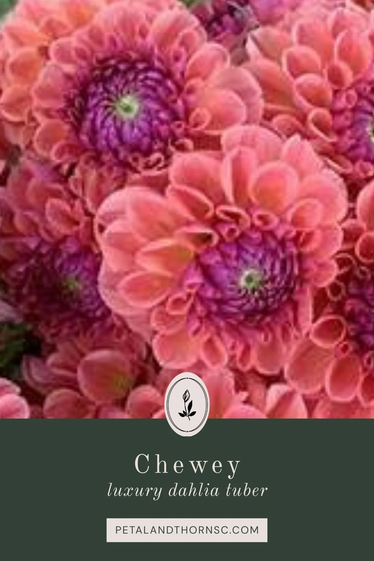 Chewey Dahlia Tuber