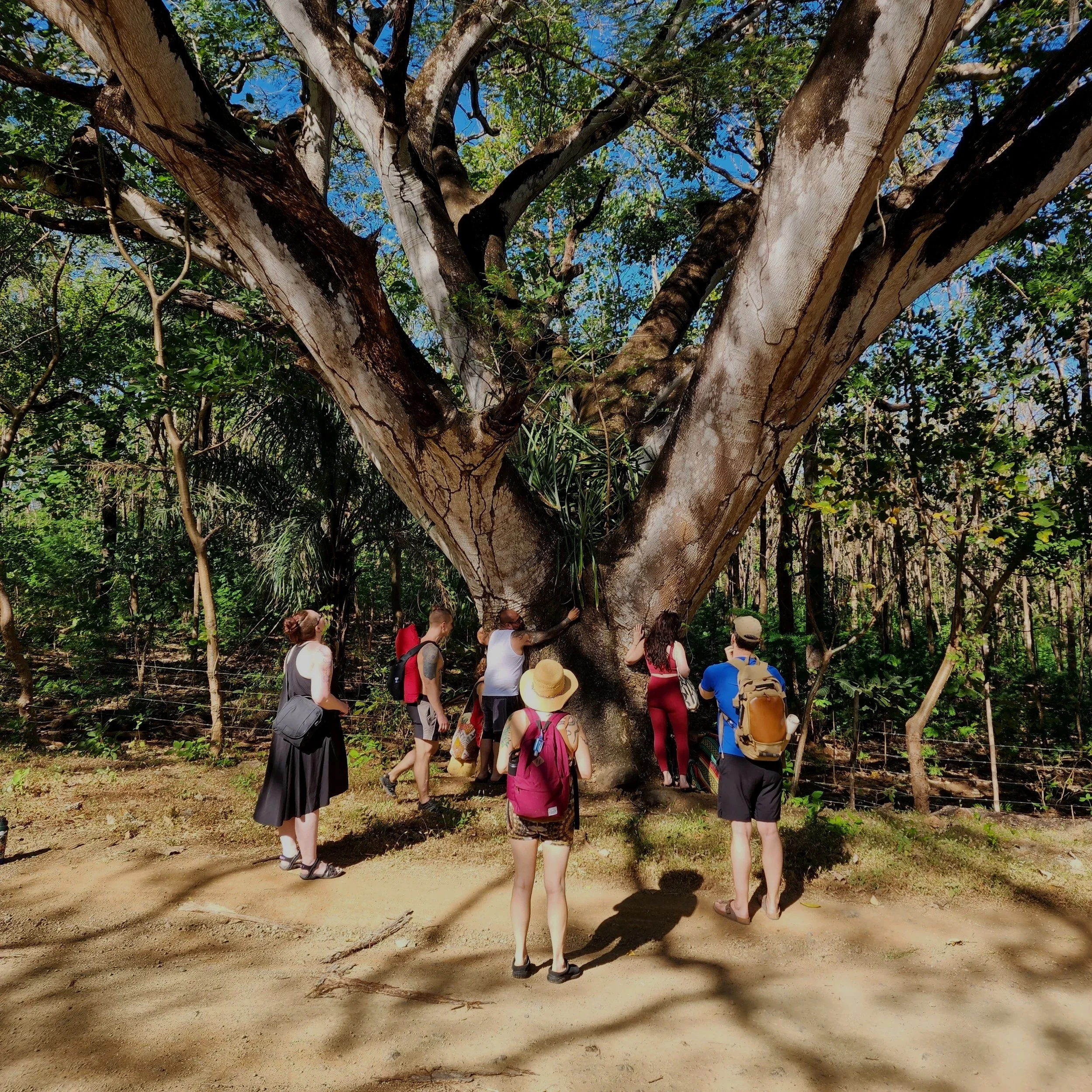 A group of people gathered around a large, old tree in a forest, some touching the tree trunk, with sunlight filtering through the leaves.