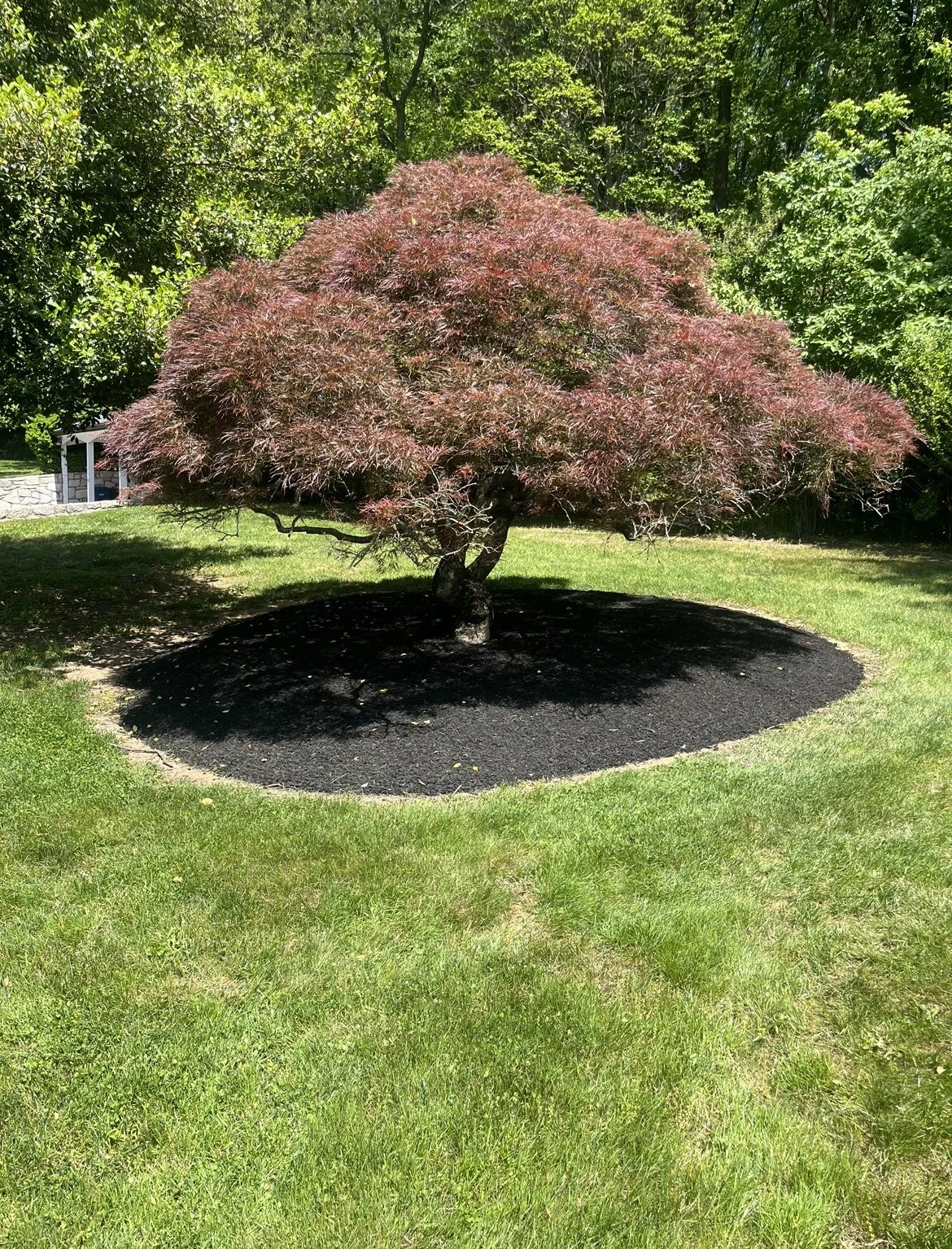 Japanese maple tree with purple-red leaves in garden surrounded by green grass