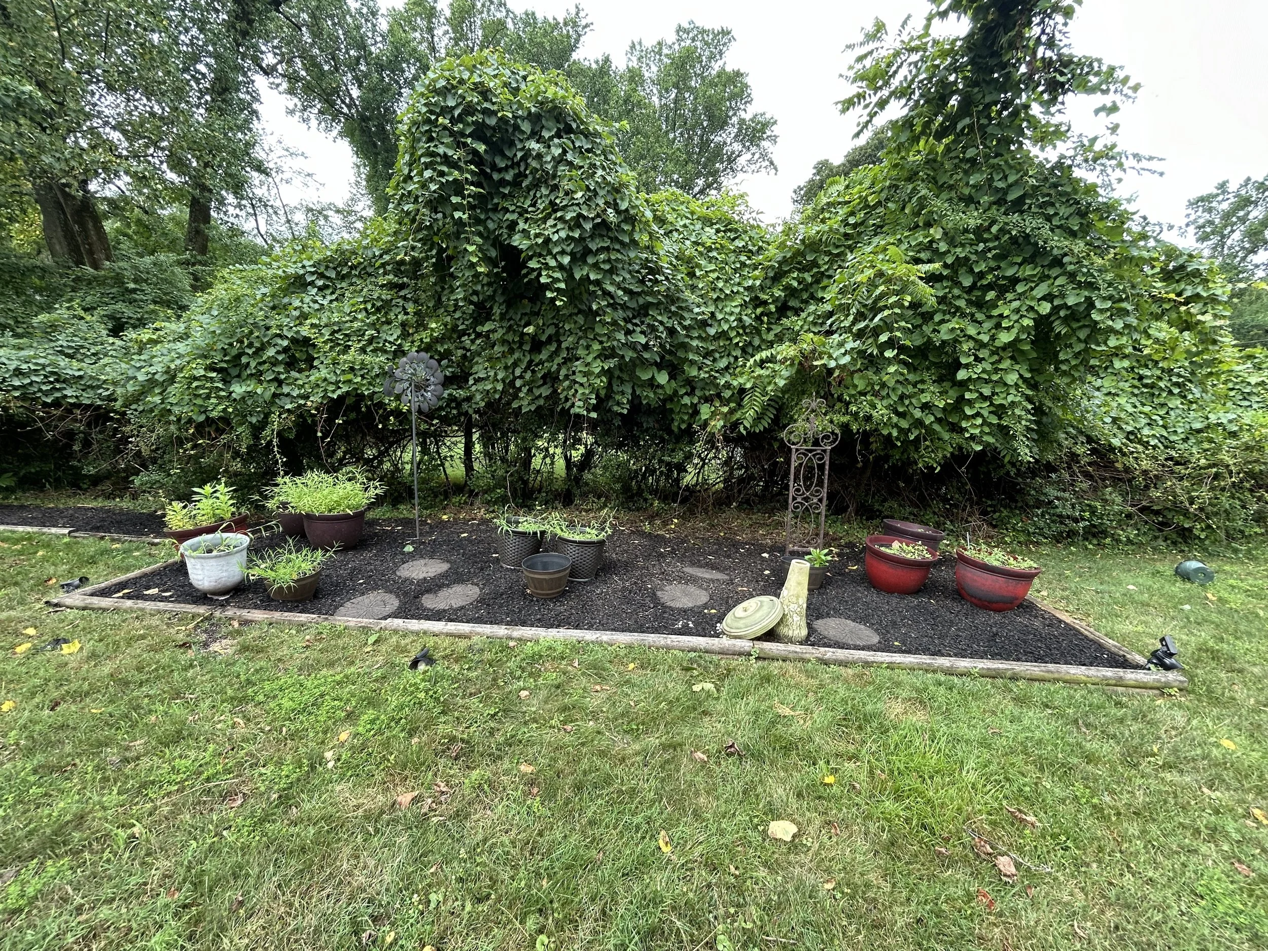 Garden landscape with potted plants and vine-covered trees