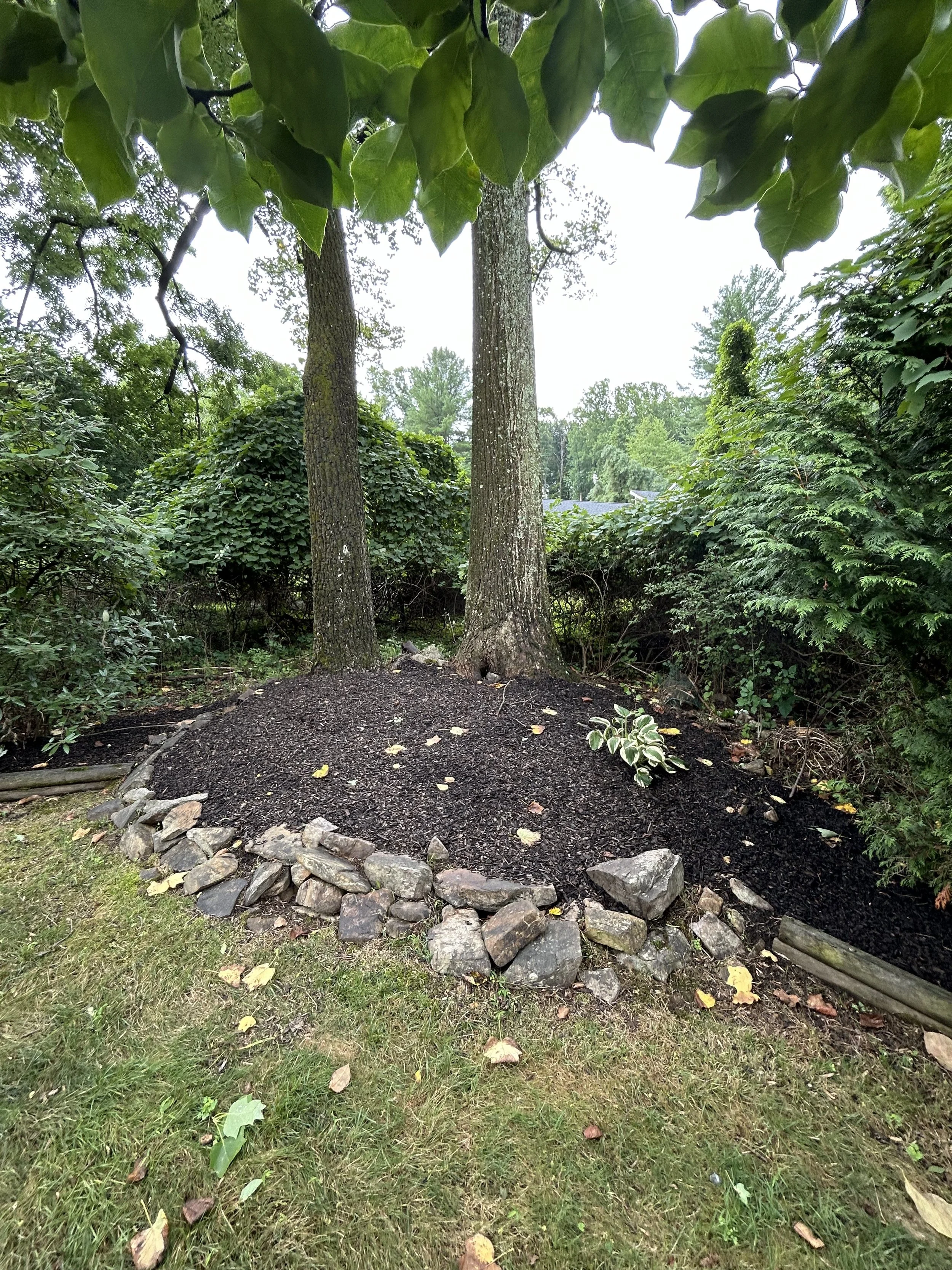 two large trees in a garden with a stone border and mulch, surrounded by green shrubs and grass