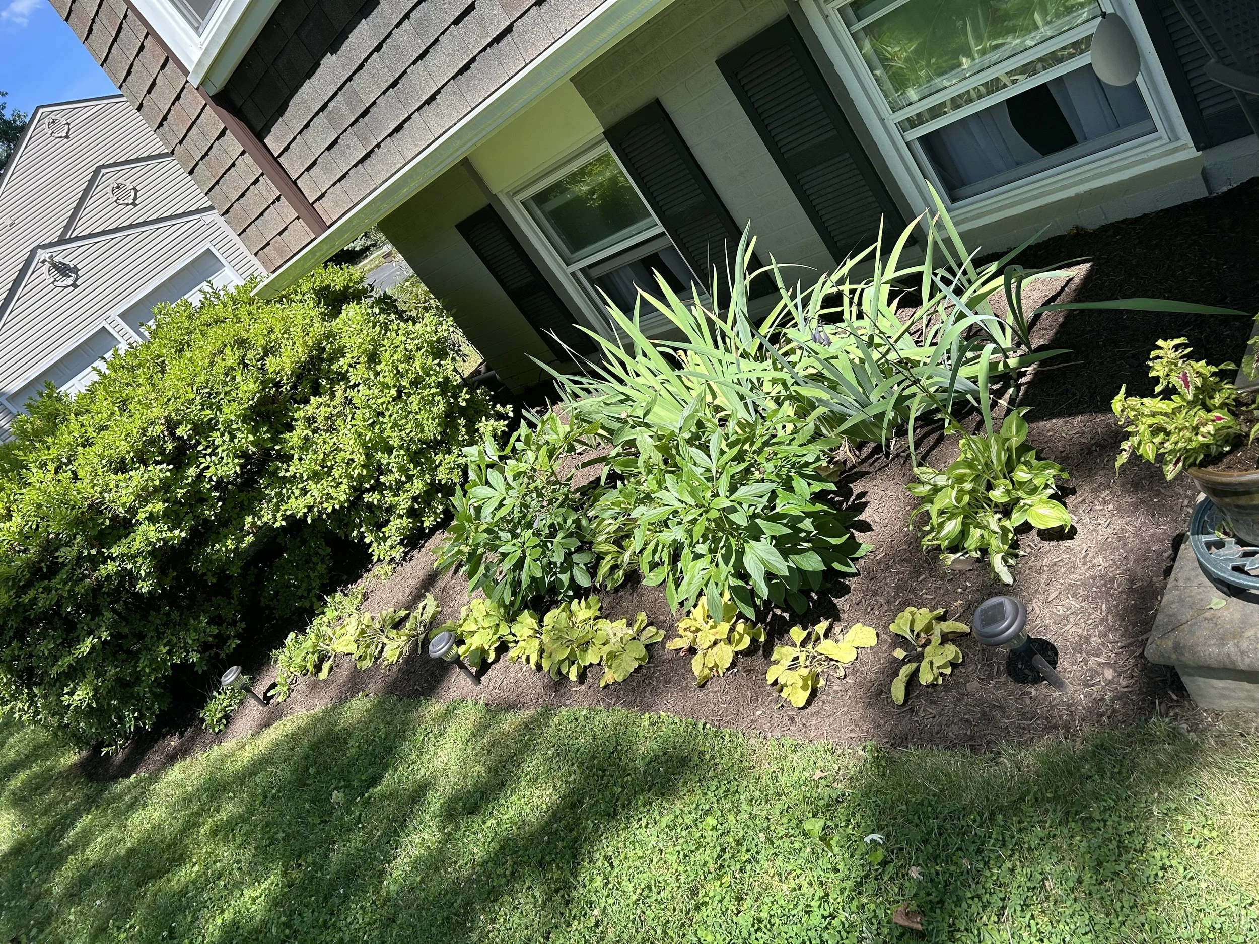 Front yard garden with various plants and shrubs beside a house wall.