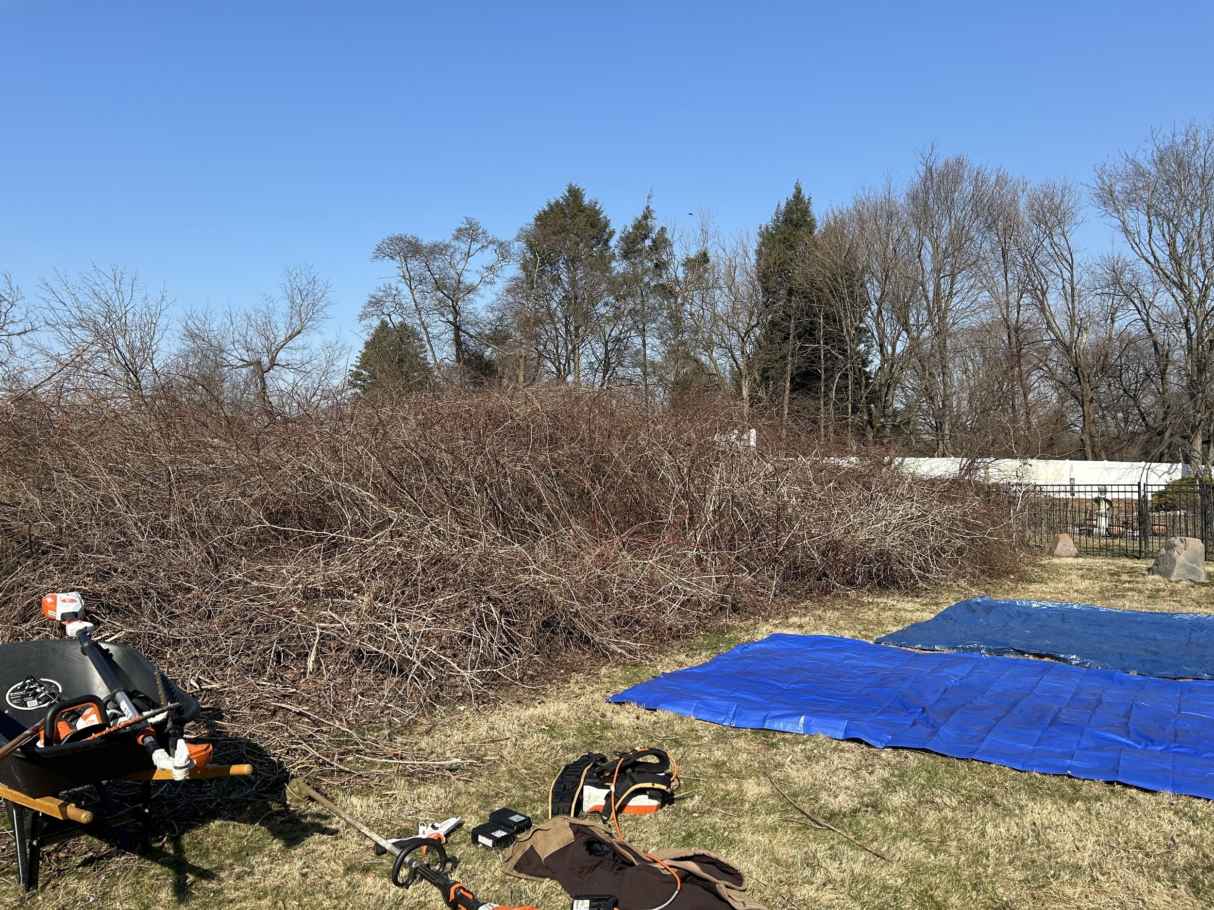 Yard with cut branches, wheelbarrow, tarps, gardening tools