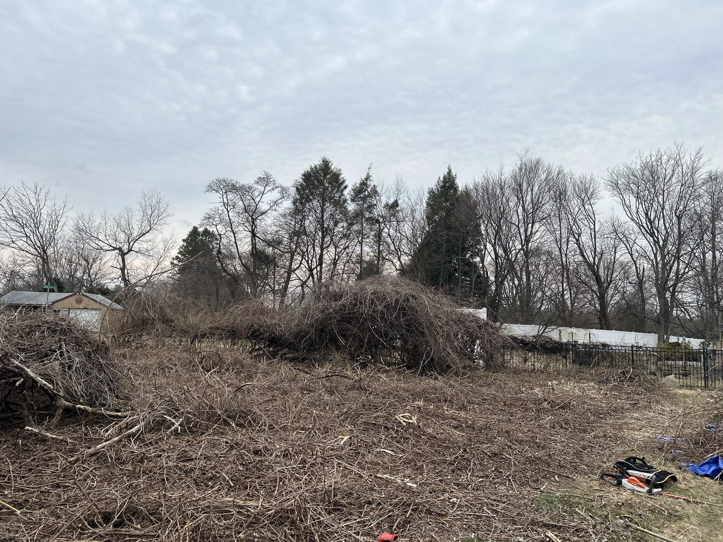 Cleared land with dry branches and leafless trees