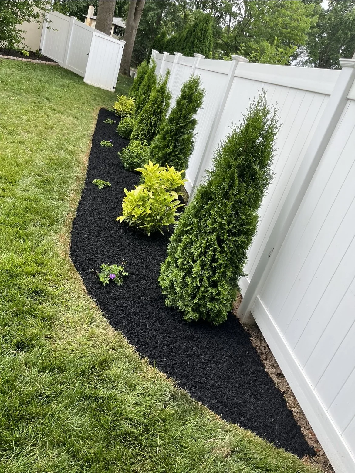 Garden with evergreen bushes, decorative plants, dark mulch, and white privacy fence on grass lawn.