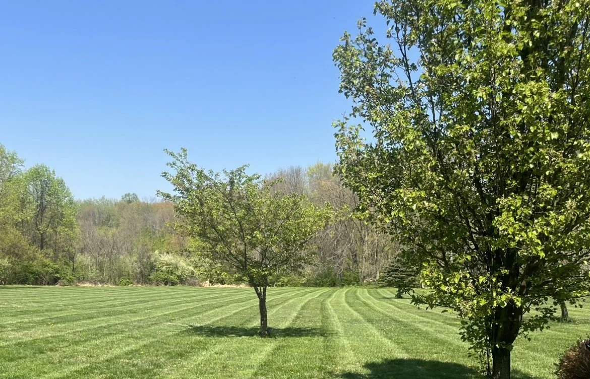 Green field with trees under a clear blue sky