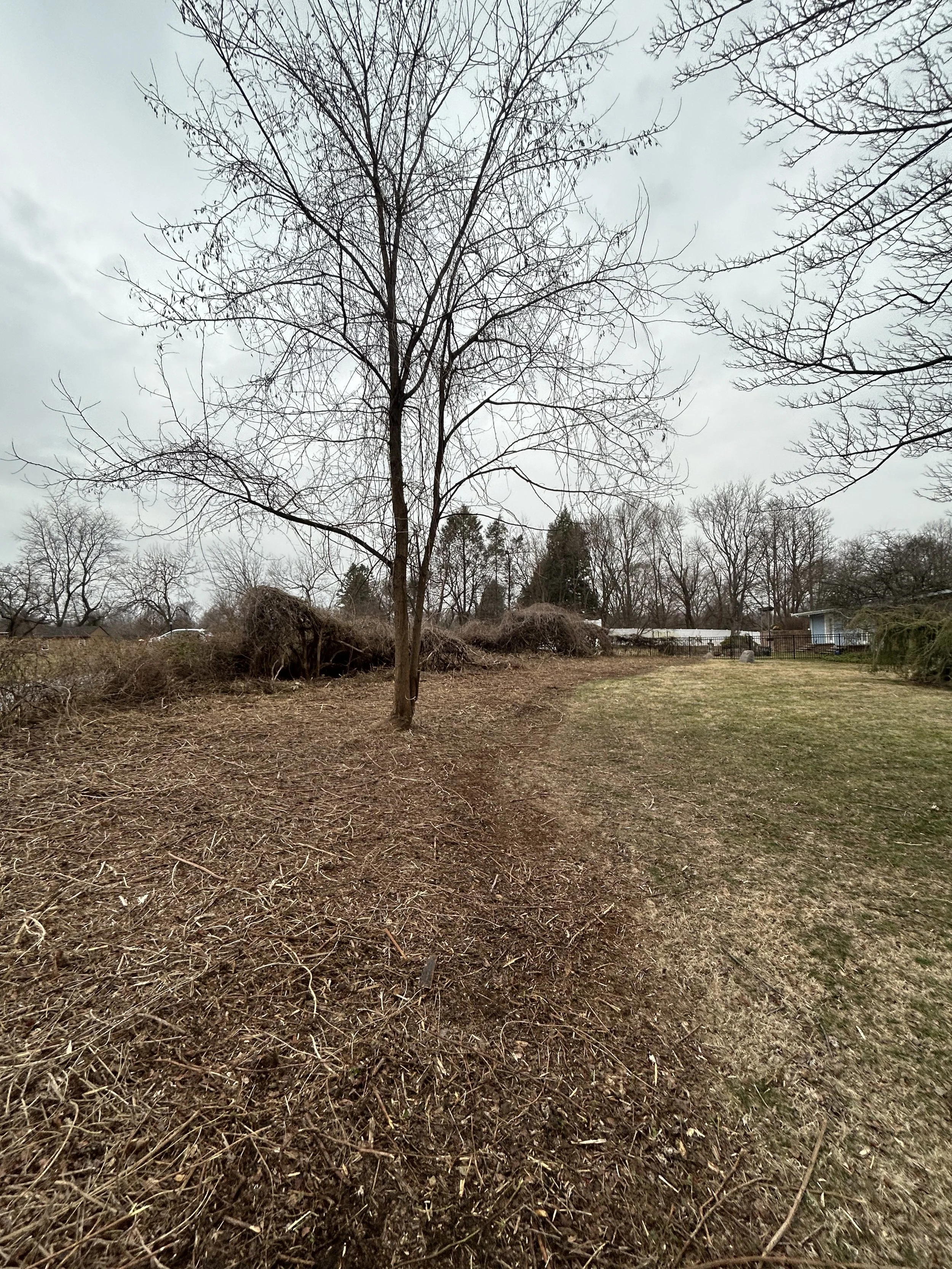 Leafless tree in a field during early spring or late winter