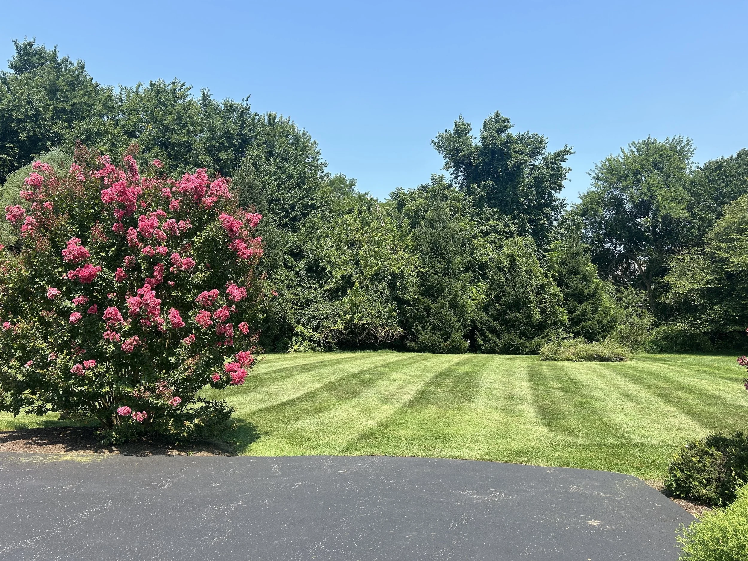 Flowering tree with pink blooms beside a mowed lawn and dense green trees under clear blue sky.