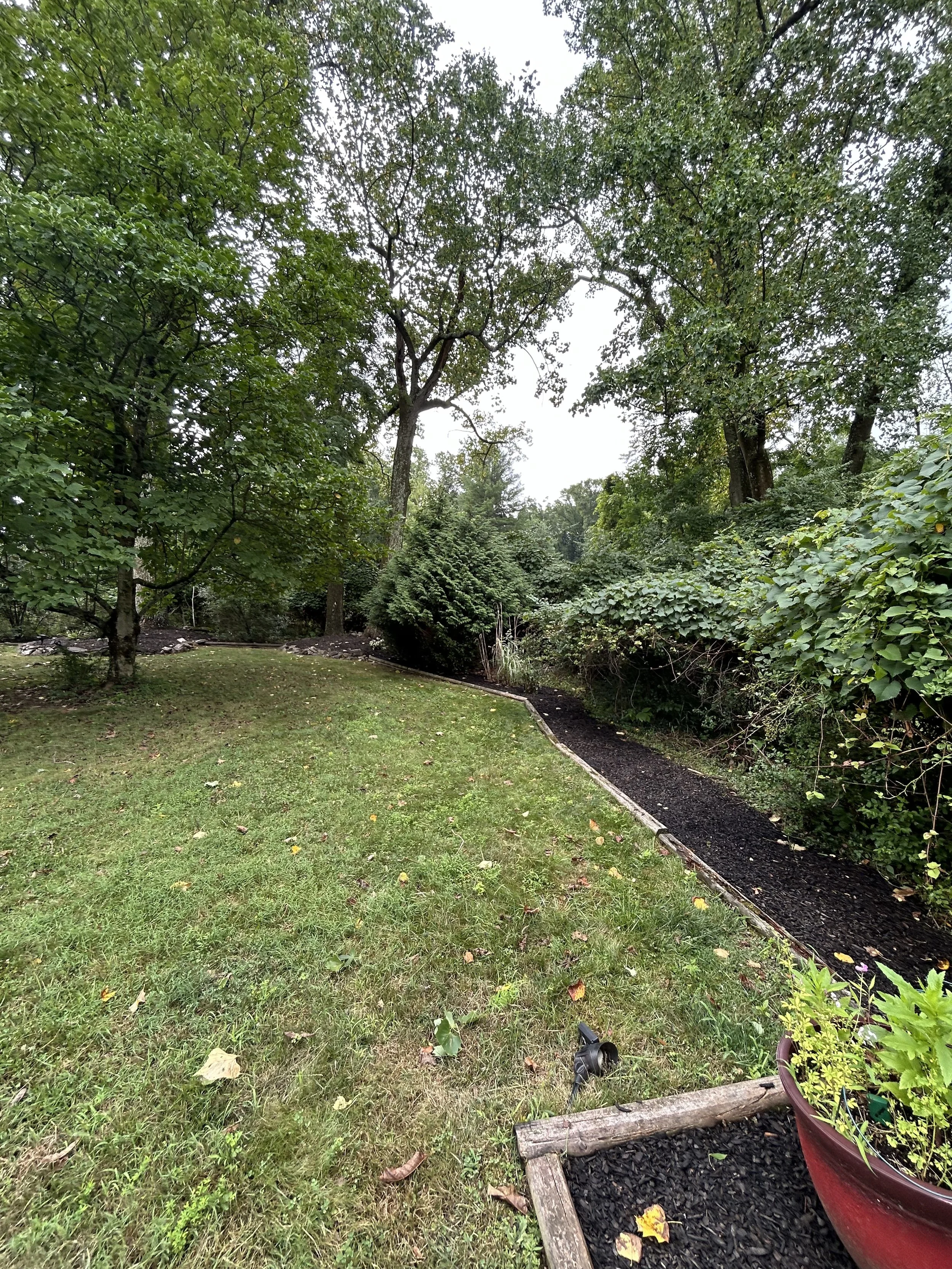 A green backyard with tall trees, a grassy lawn, a paved walkway lined with mulch, and a decorative plant in a red pot.