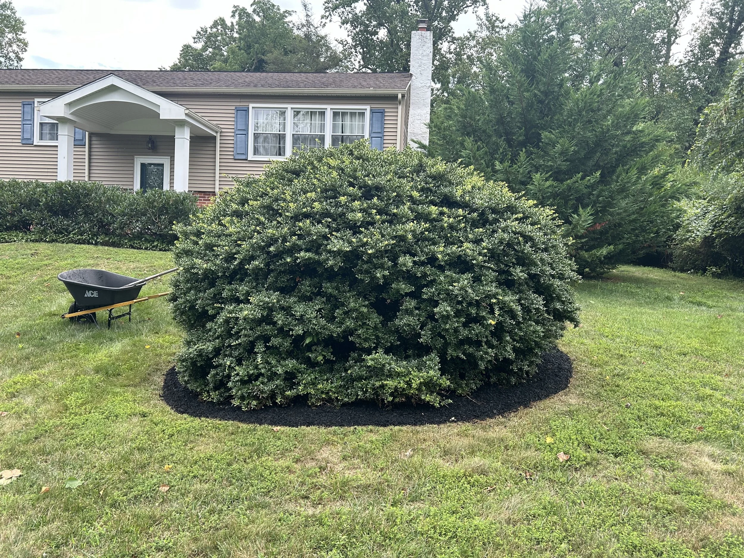 Bush and wheelbarrow on lawn in front of house