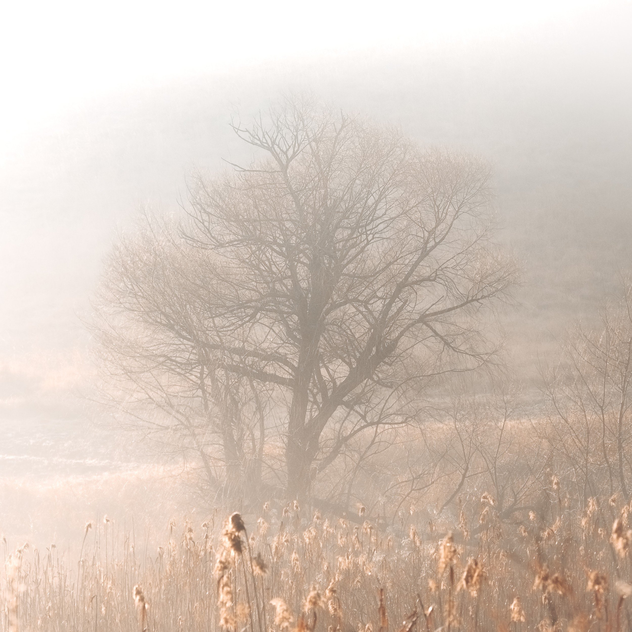 Misty morning