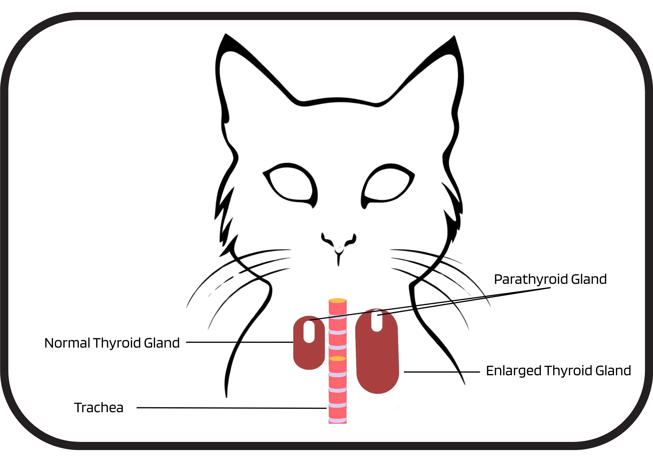 Hyperthyroid Disease in Cats — Omokoroa Pet Vets