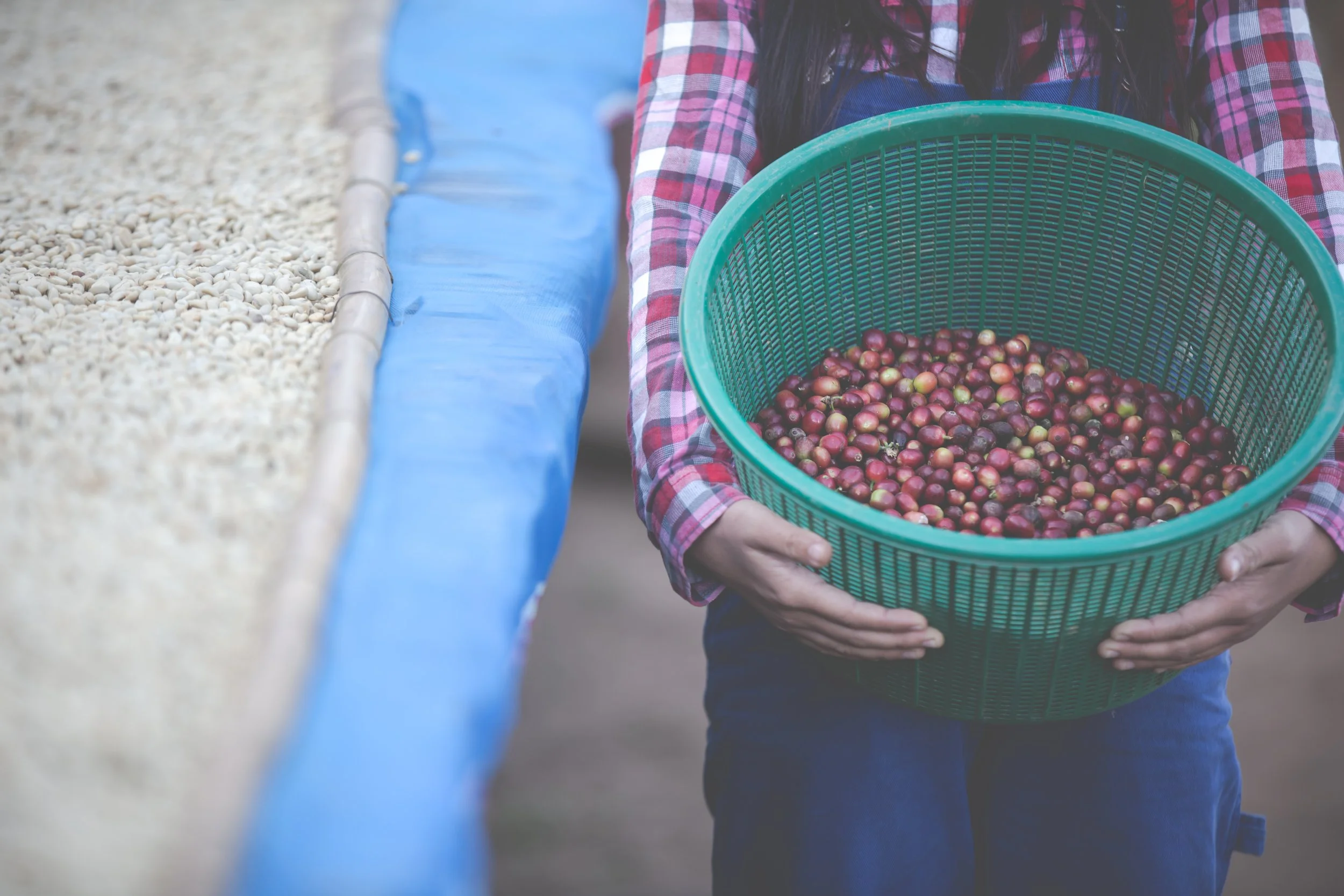 Arabica vs Robusta: What’s the Difference?