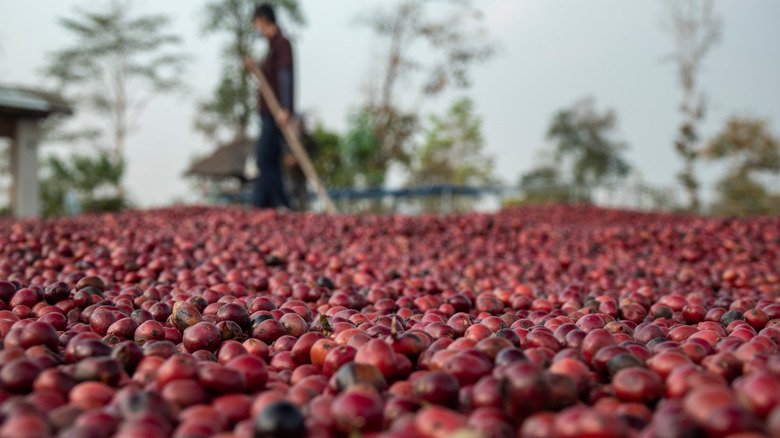 Classic coffee processing methods — PART 1