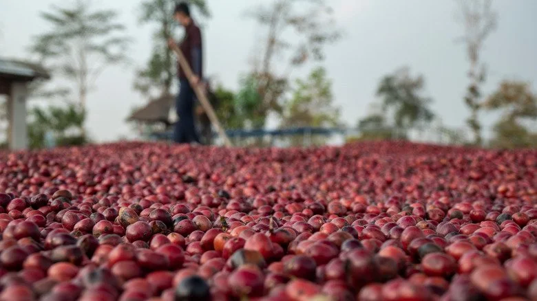 Modern and experimental coffee processing methods — PART 2