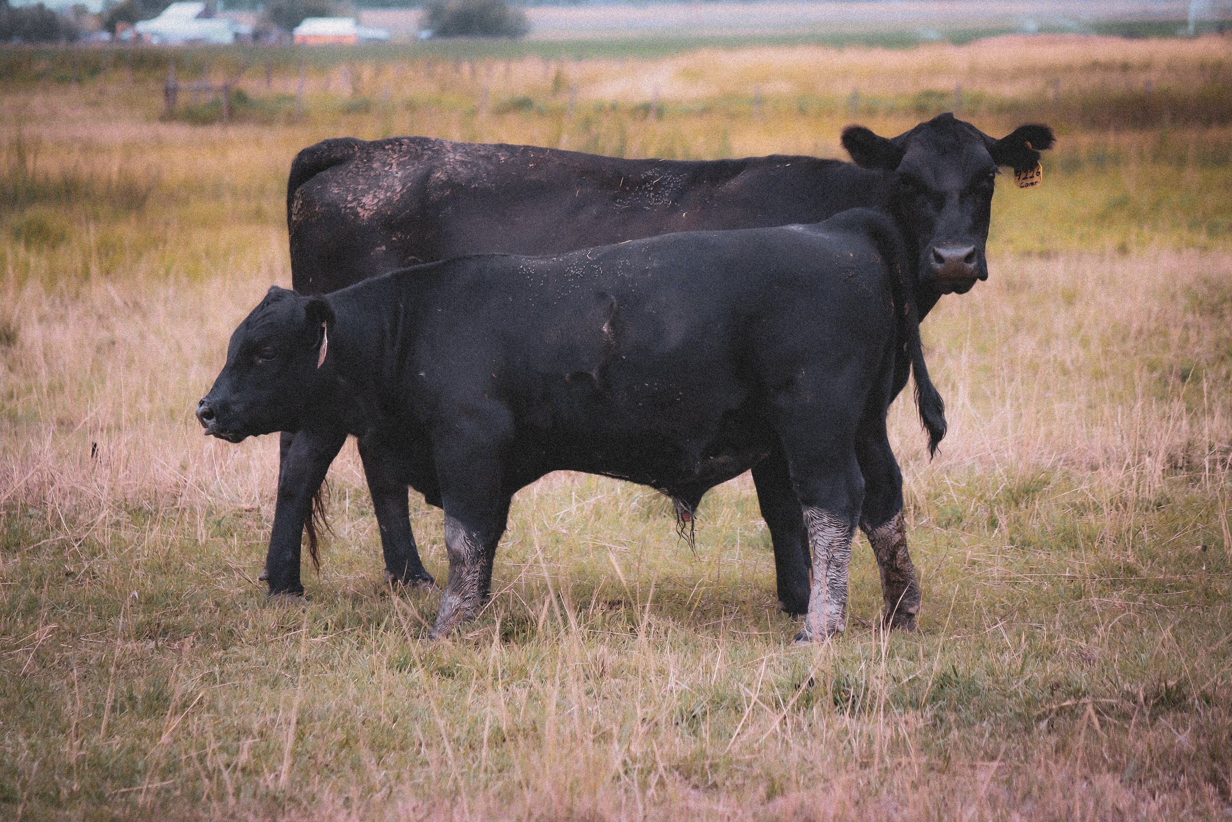 A black angus cow calf pair standing in a grassy field, one facing slightly to the right and the other looking toward the camera.