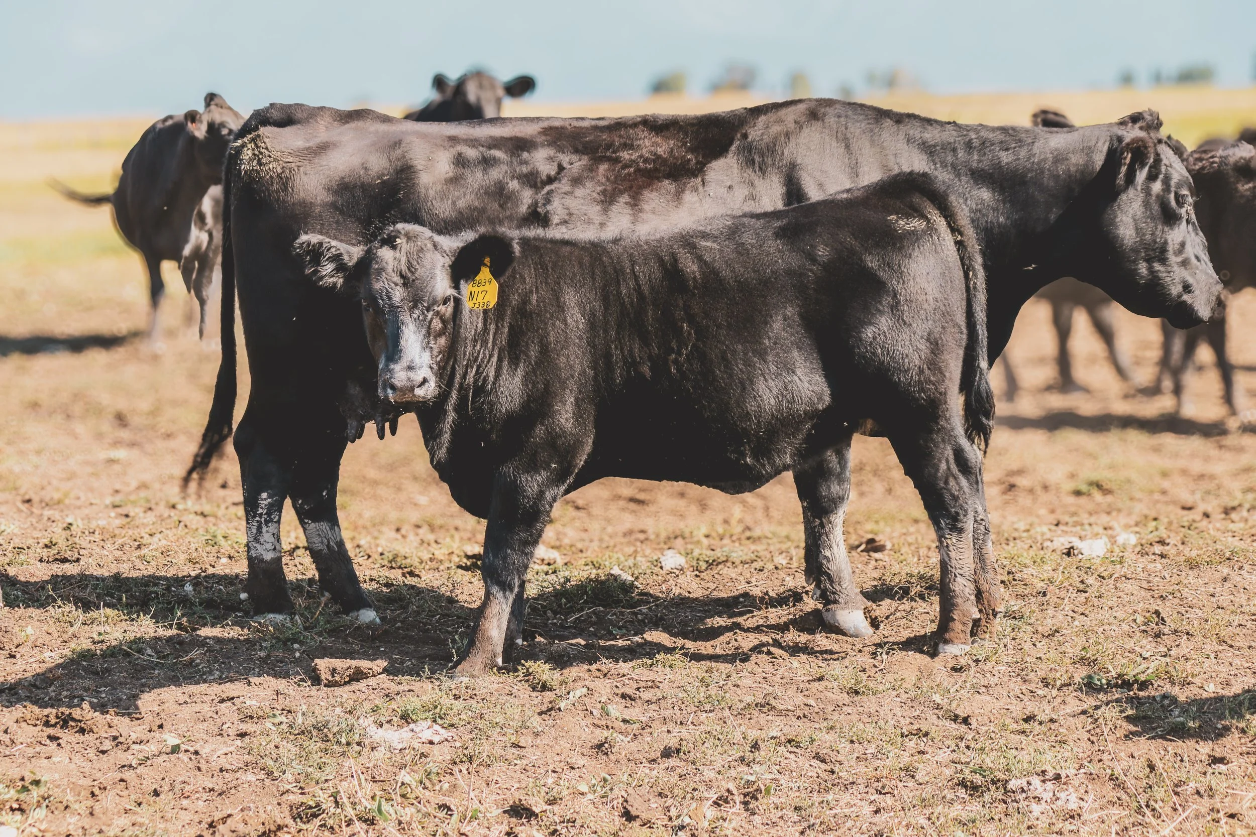 A black angus cow and her heifer calf standing on dirt ground against a wooden fence with mountains and blue sky in the background.