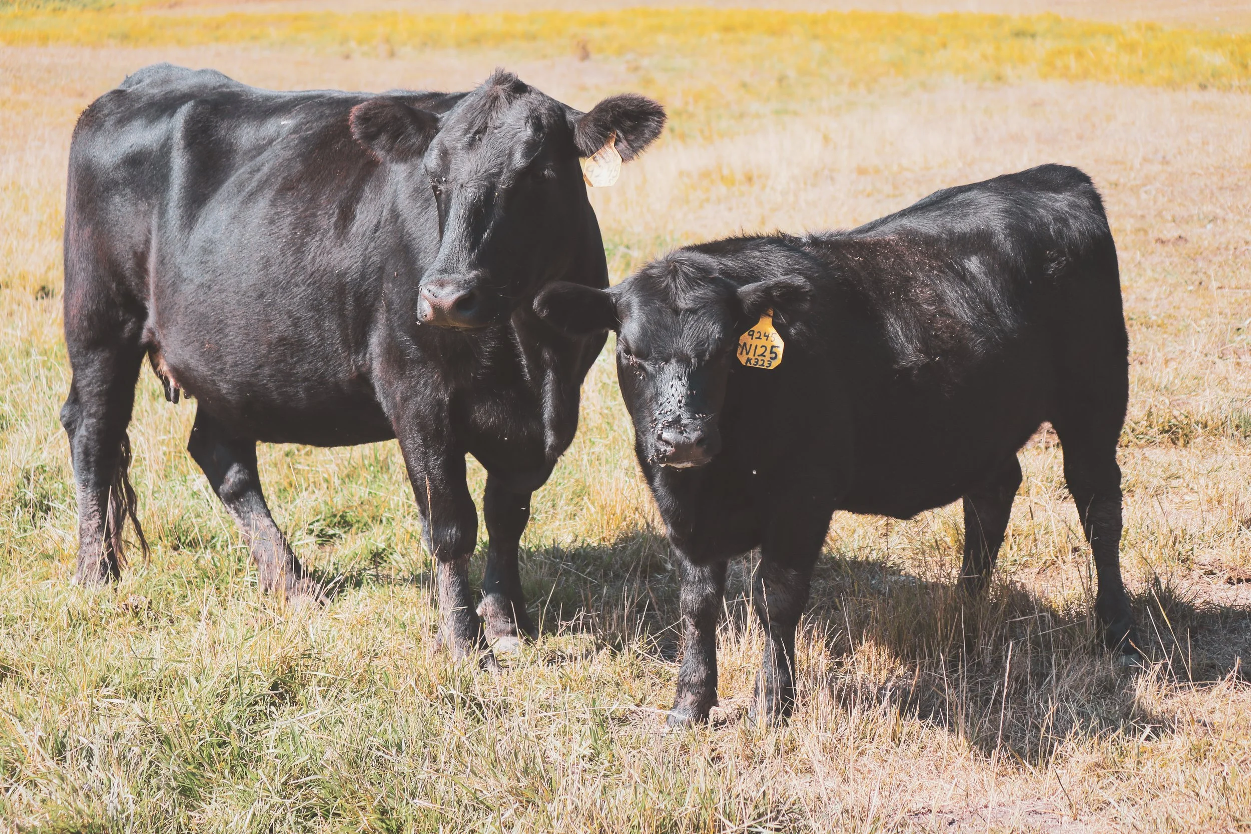A black angus cow calf pair standing on a grassy field, with the cow on the right having yellow tags on their ears.